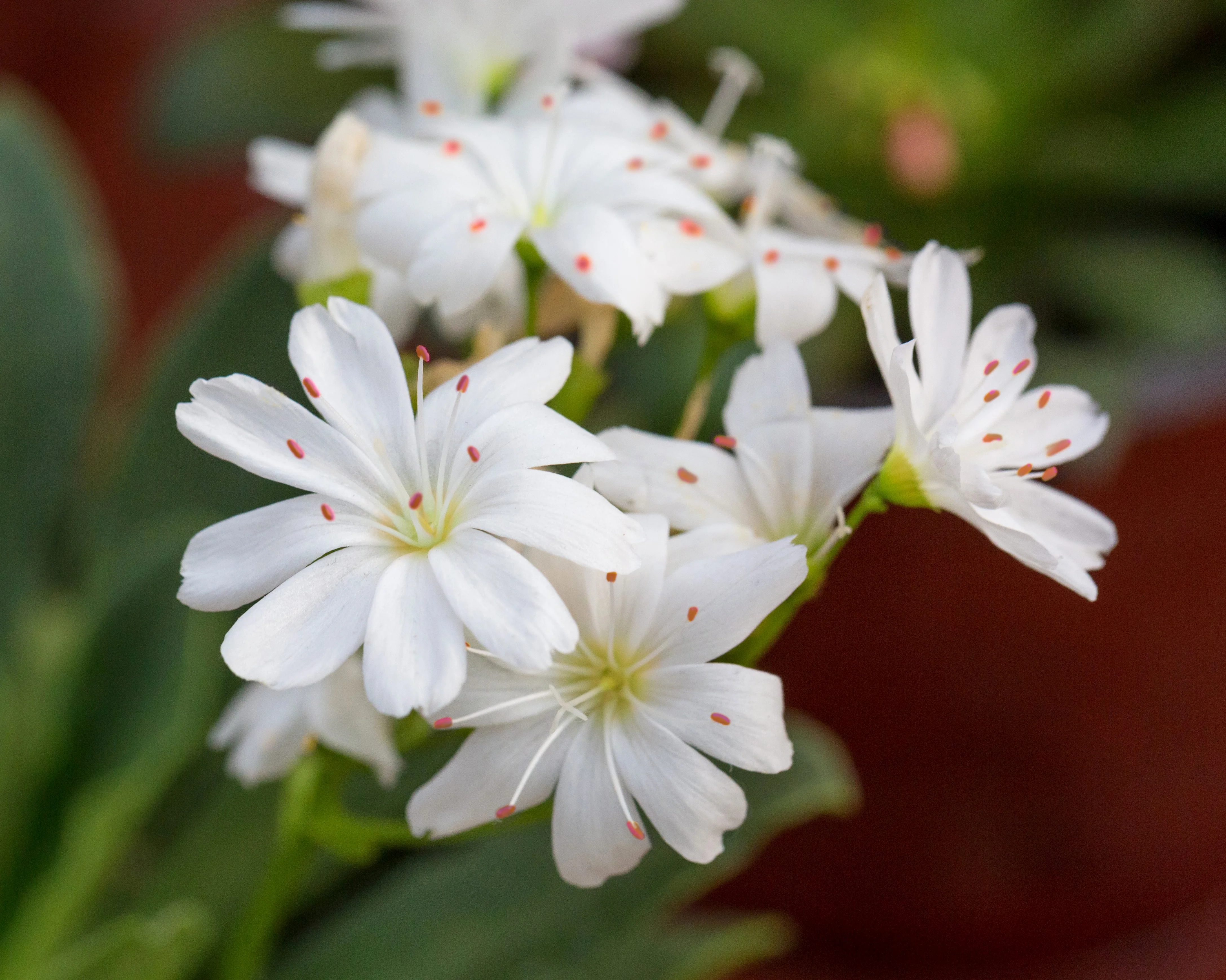 Lewisia 'Little Snowberry' - Image 2