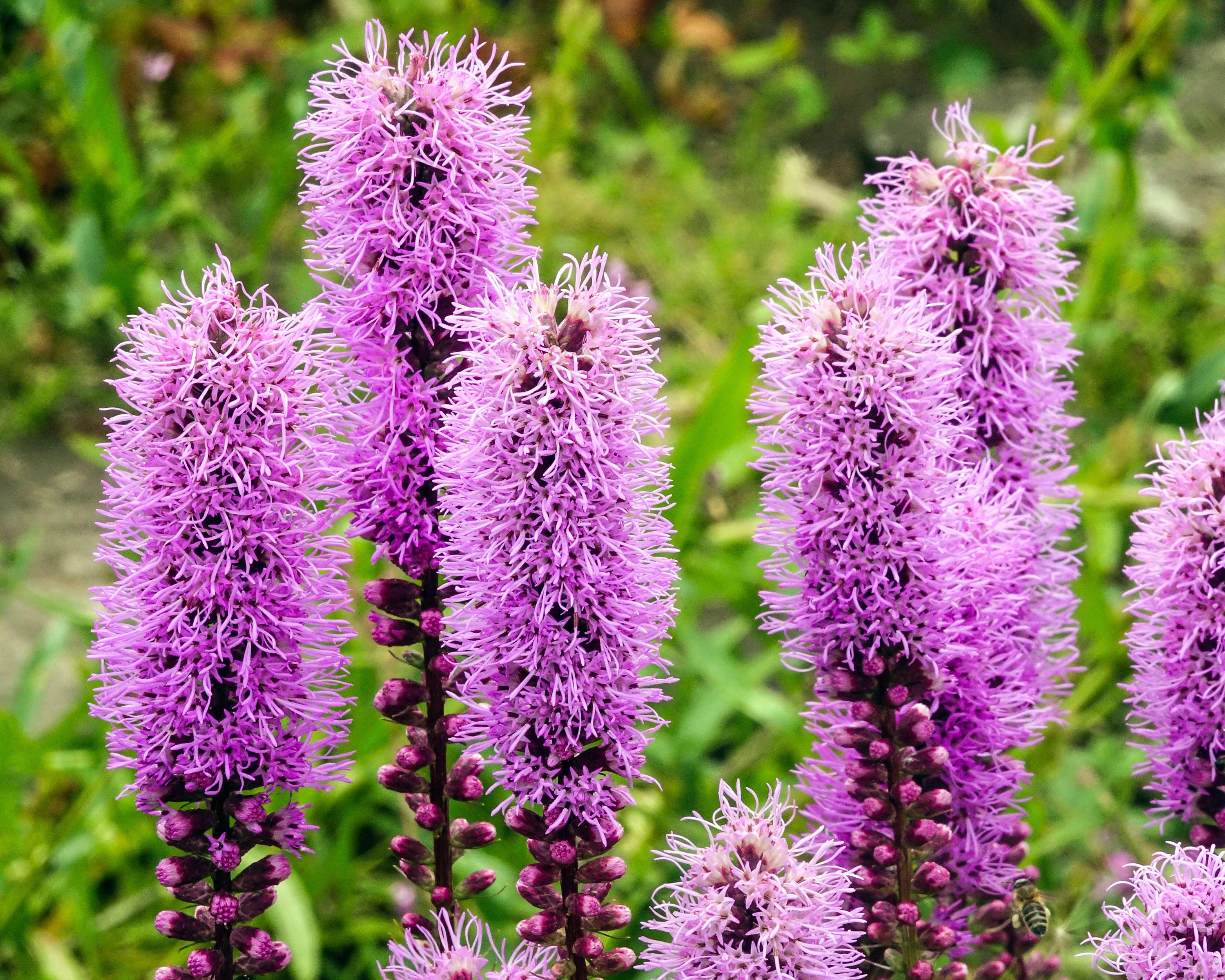 Liatris 'Kobold' - Image 5