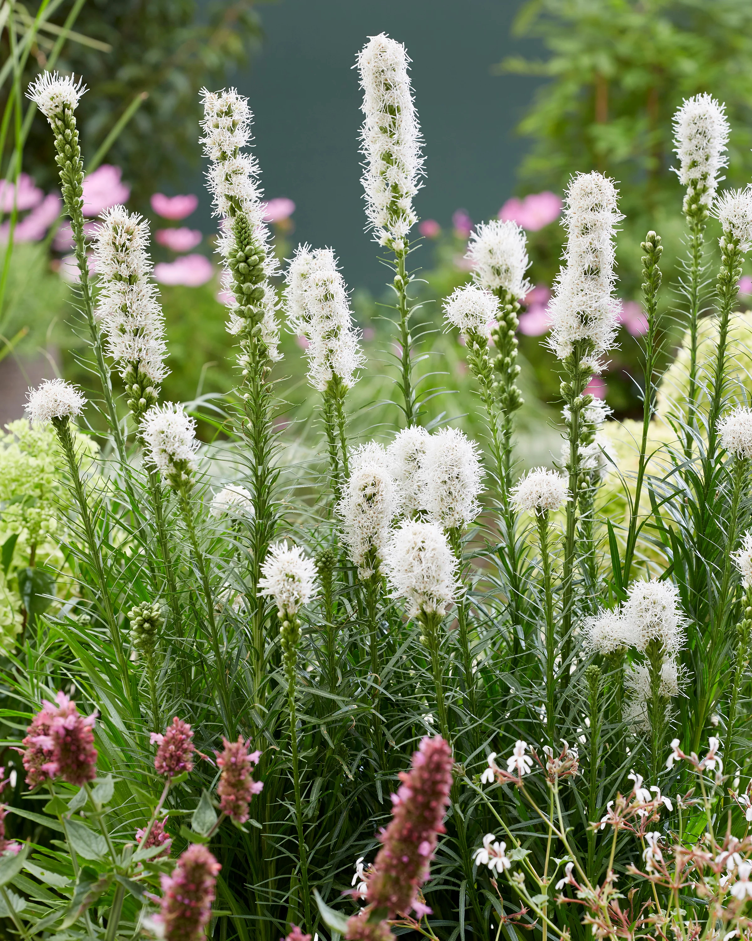 Liatris spicata 'Alba' - Image 4