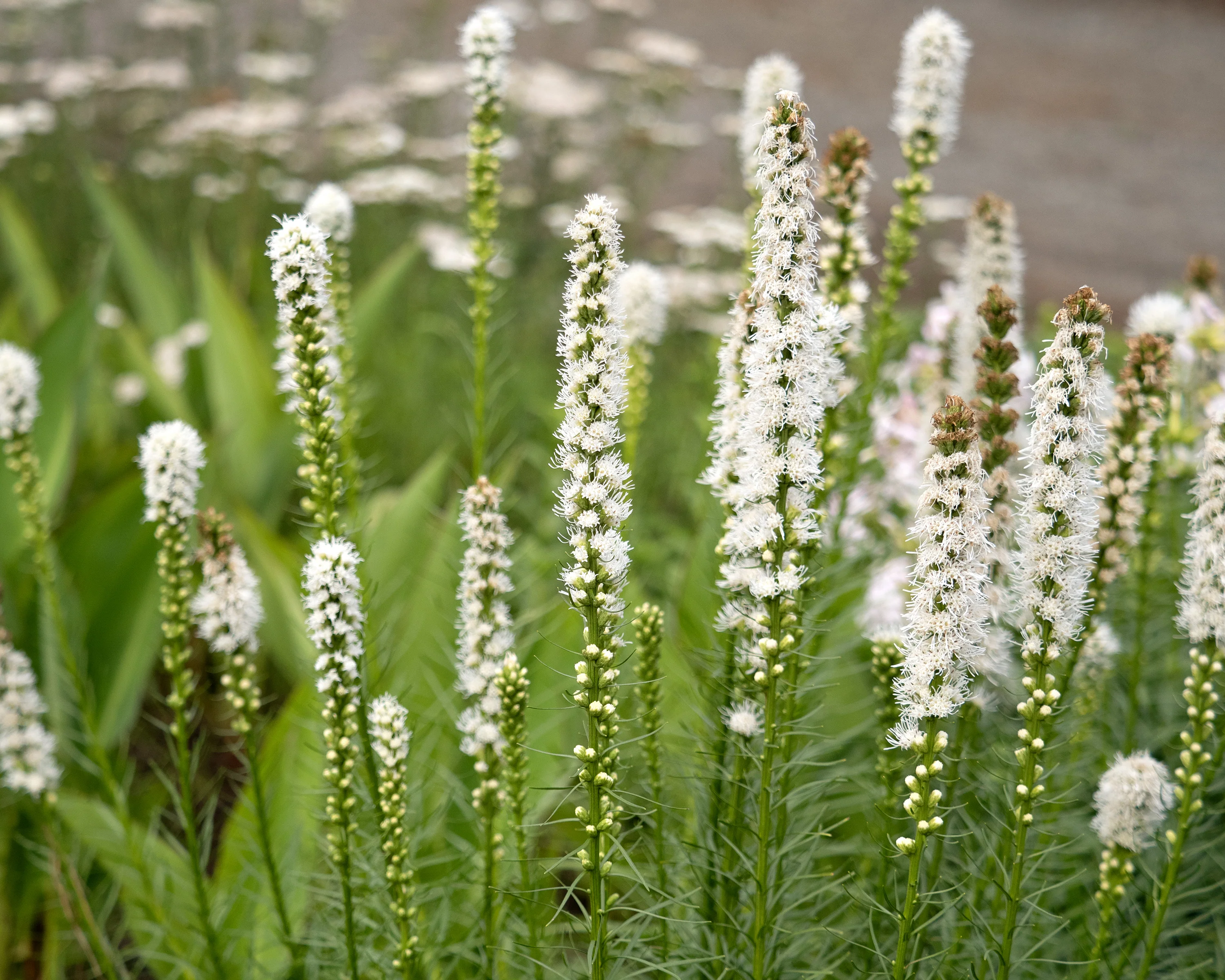 Liatris spicata 'Alba' - Image 5