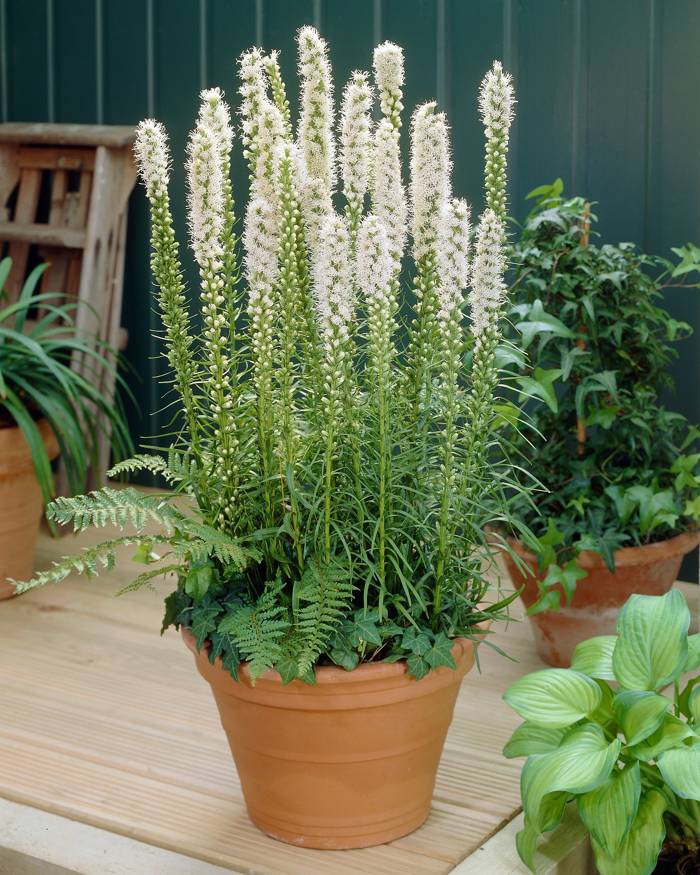 Liatris spicata 'Alba' - Image 7