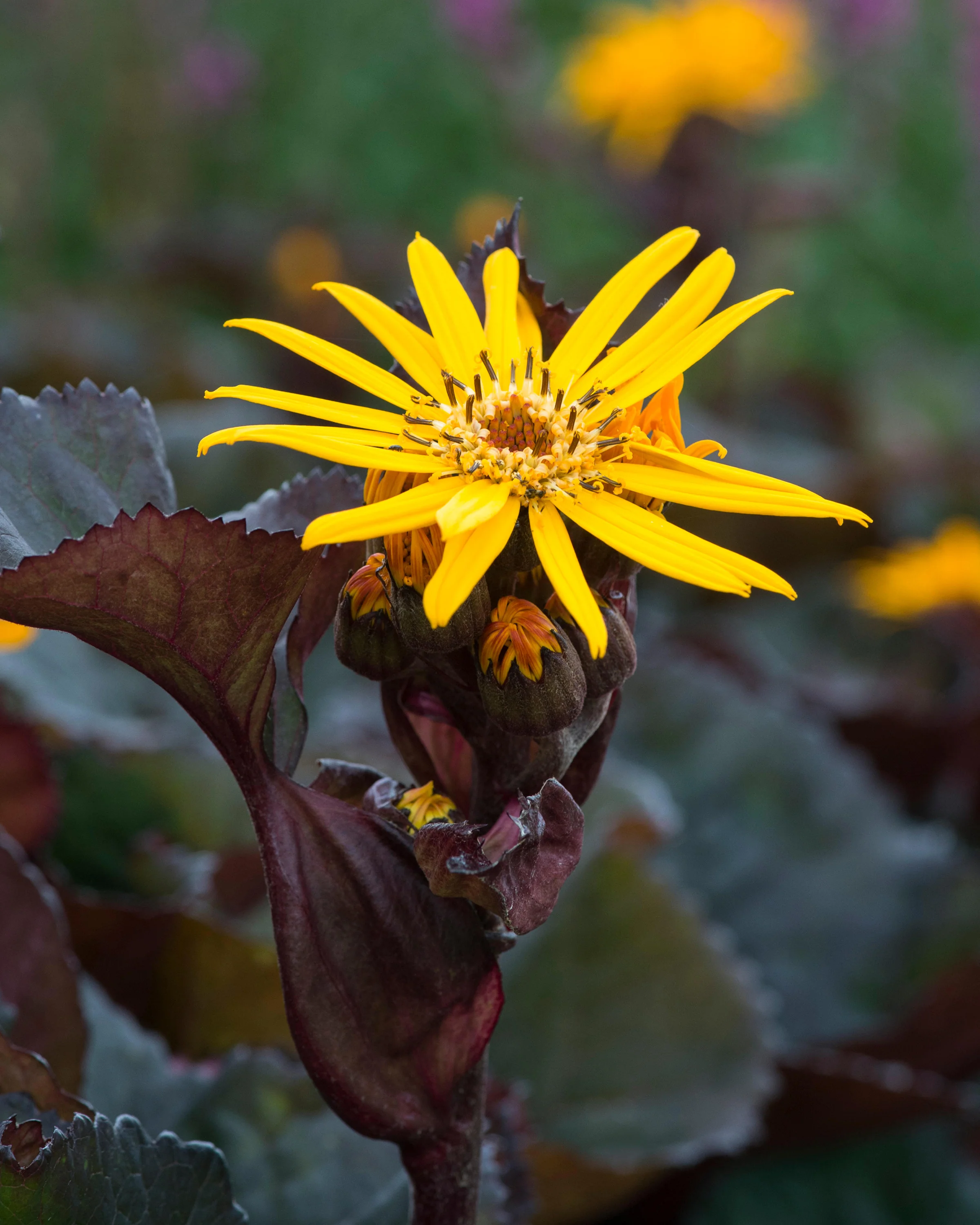 Ligularia 'Pandora' - Image 2