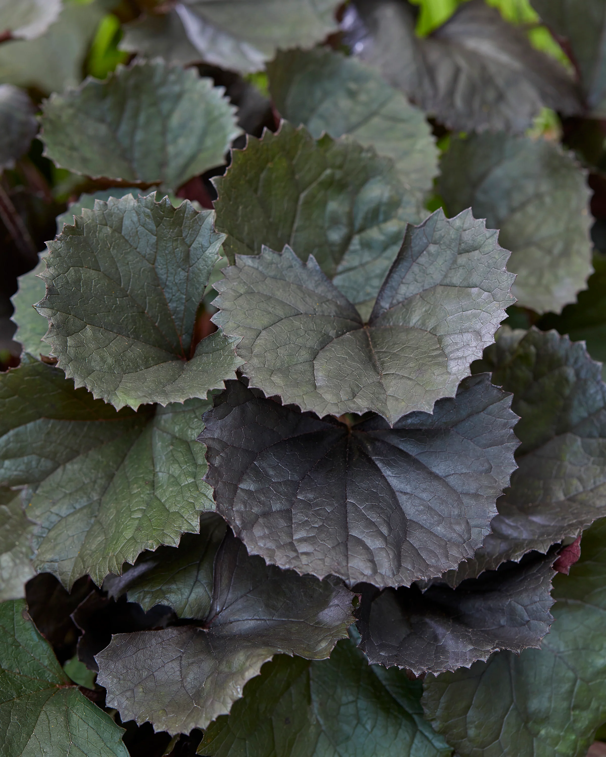 Ligularia 'Pandora' - Image 3