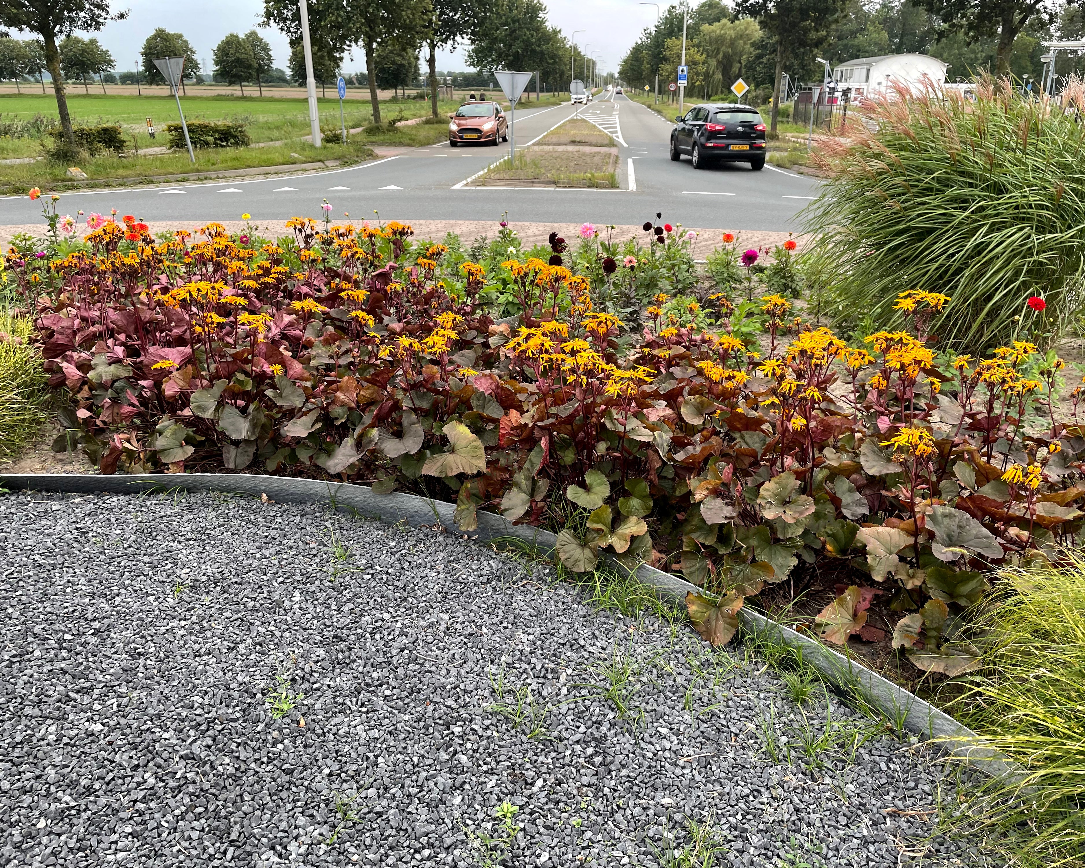 Ligularia 'Pandora' - Image 4