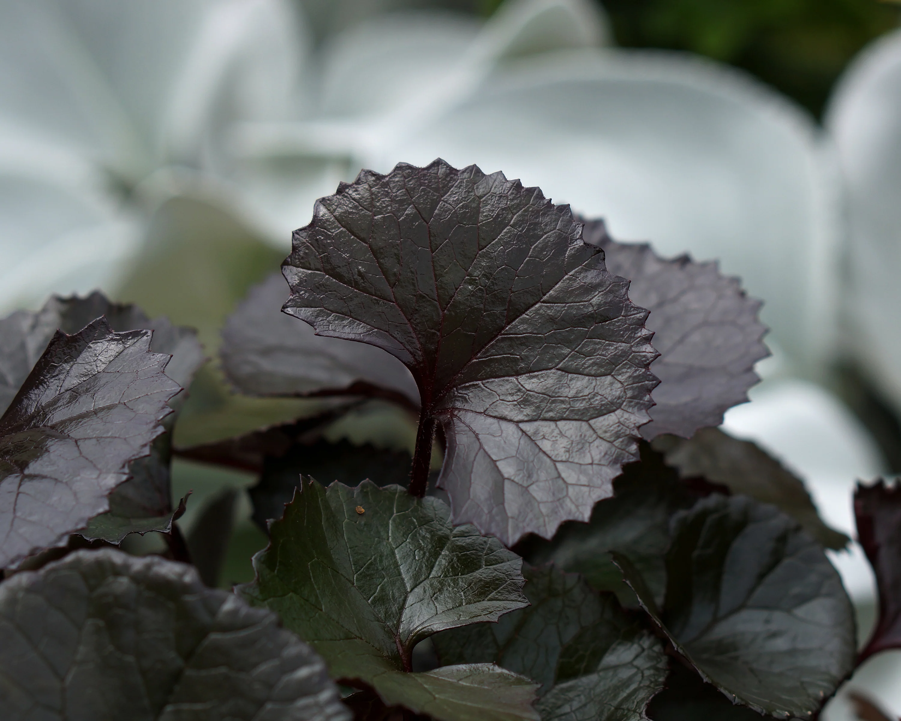Ligularia 'Pandora' - Image 5