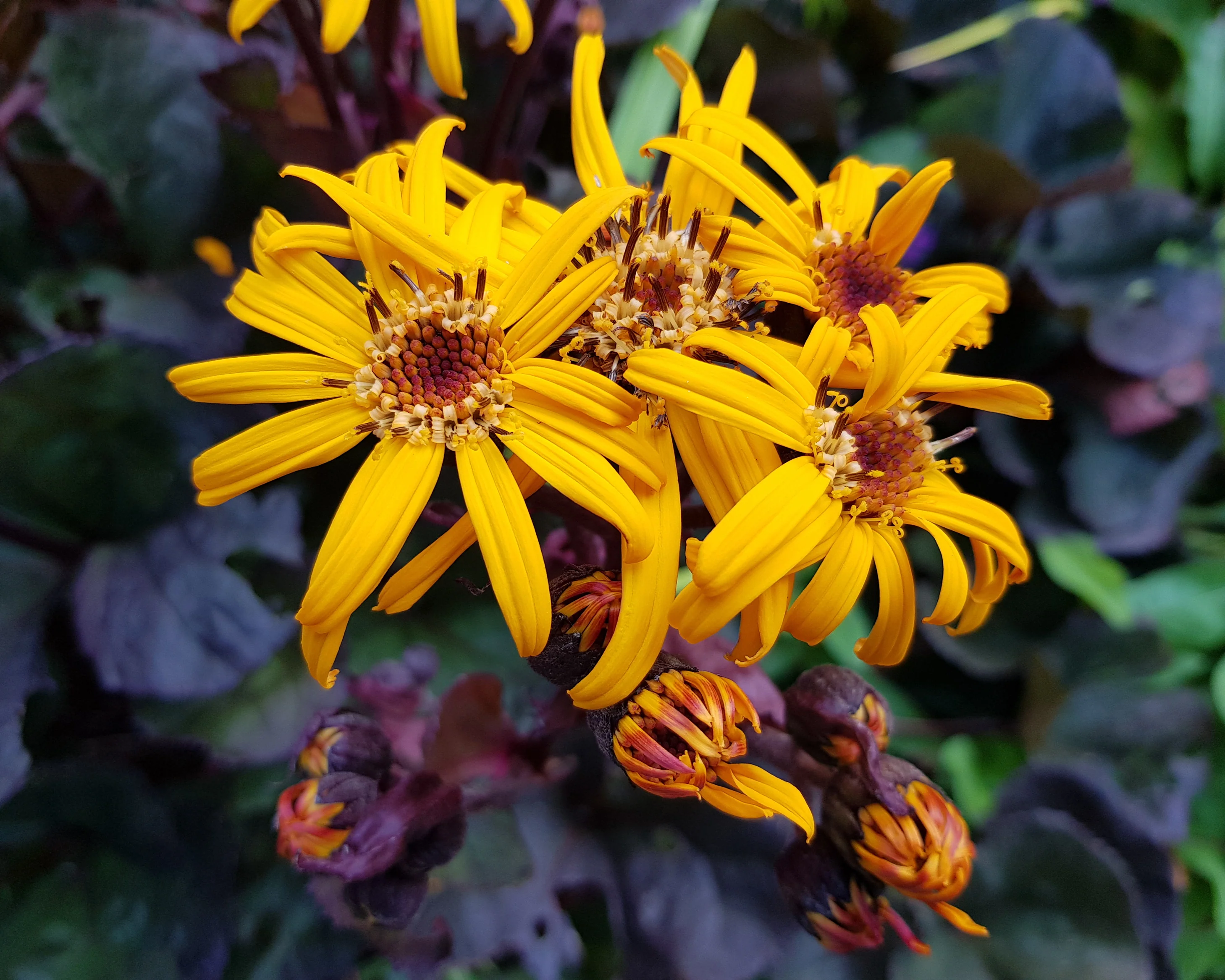 Ligularia 'Pandora' - Image 9