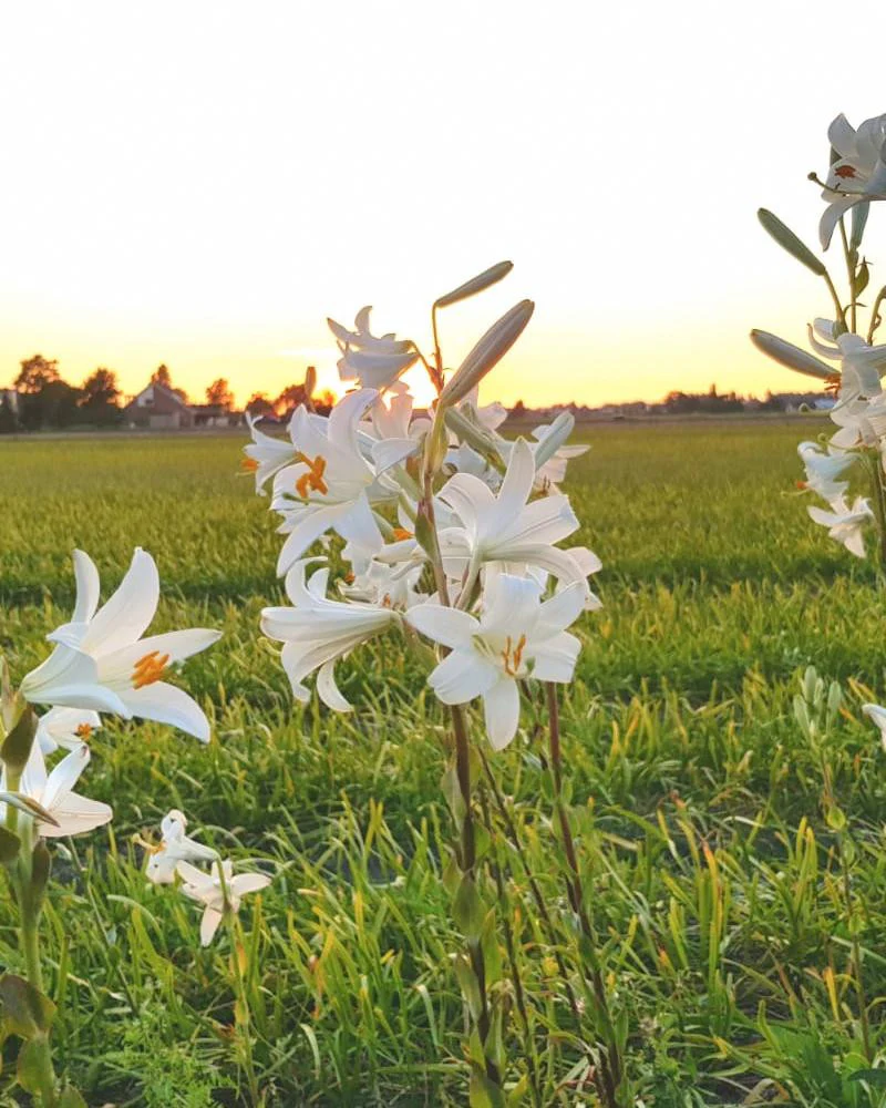 Lilium candidum - Image 3