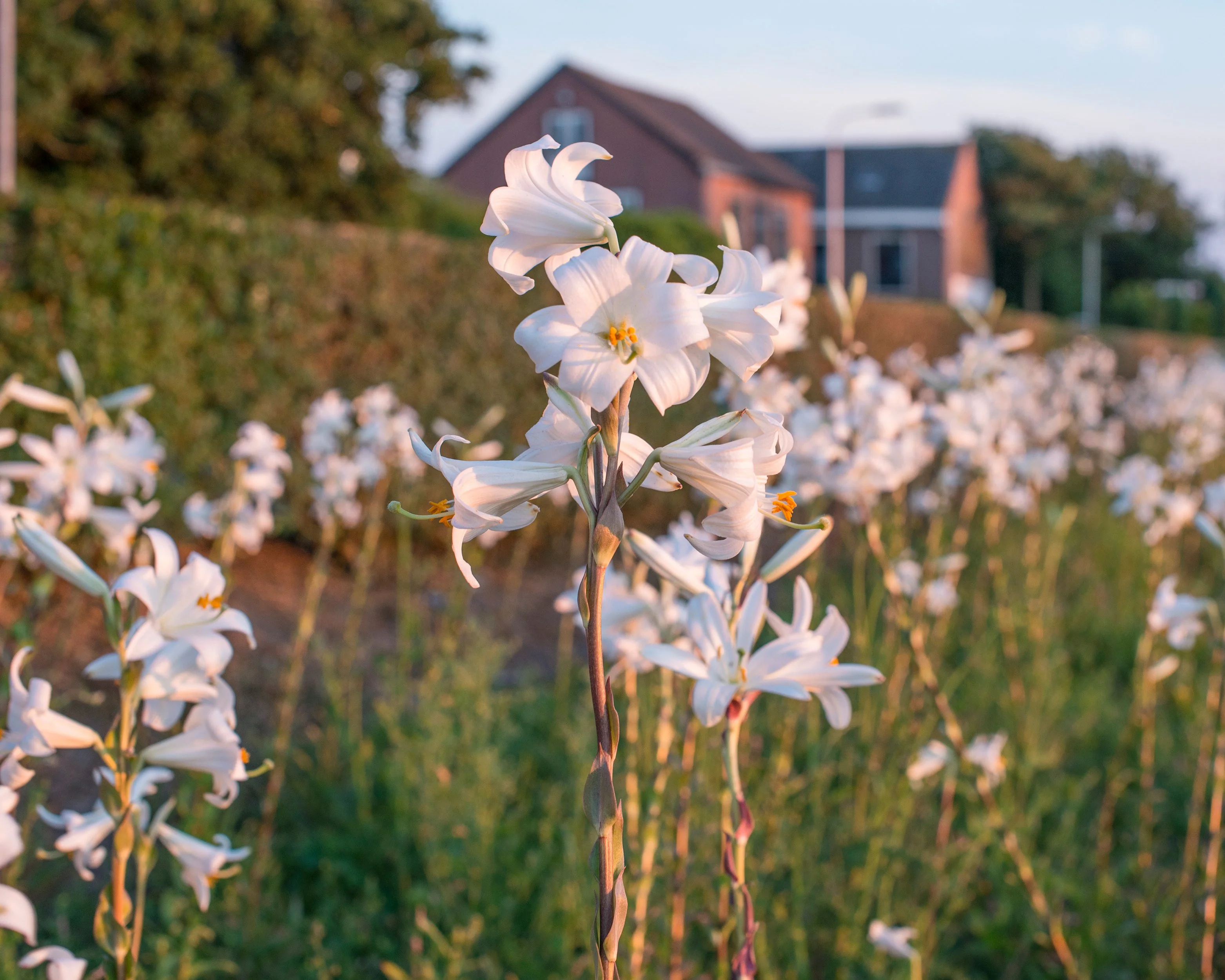 Lilium candidum - Image 5