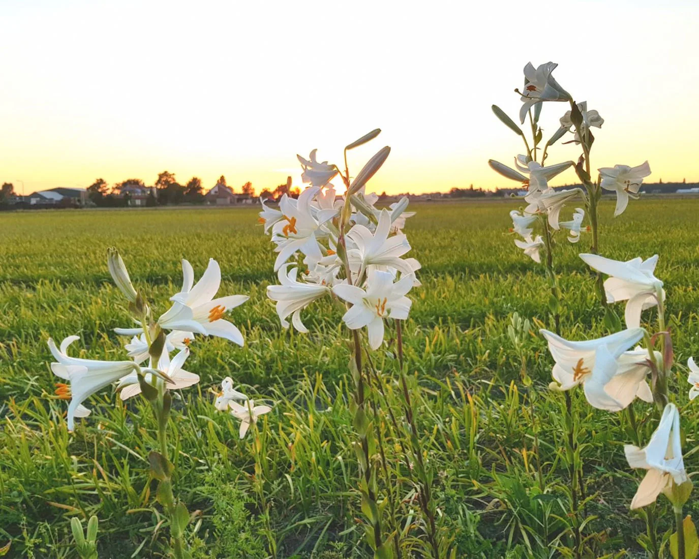 Lilium candidum - Image 6
