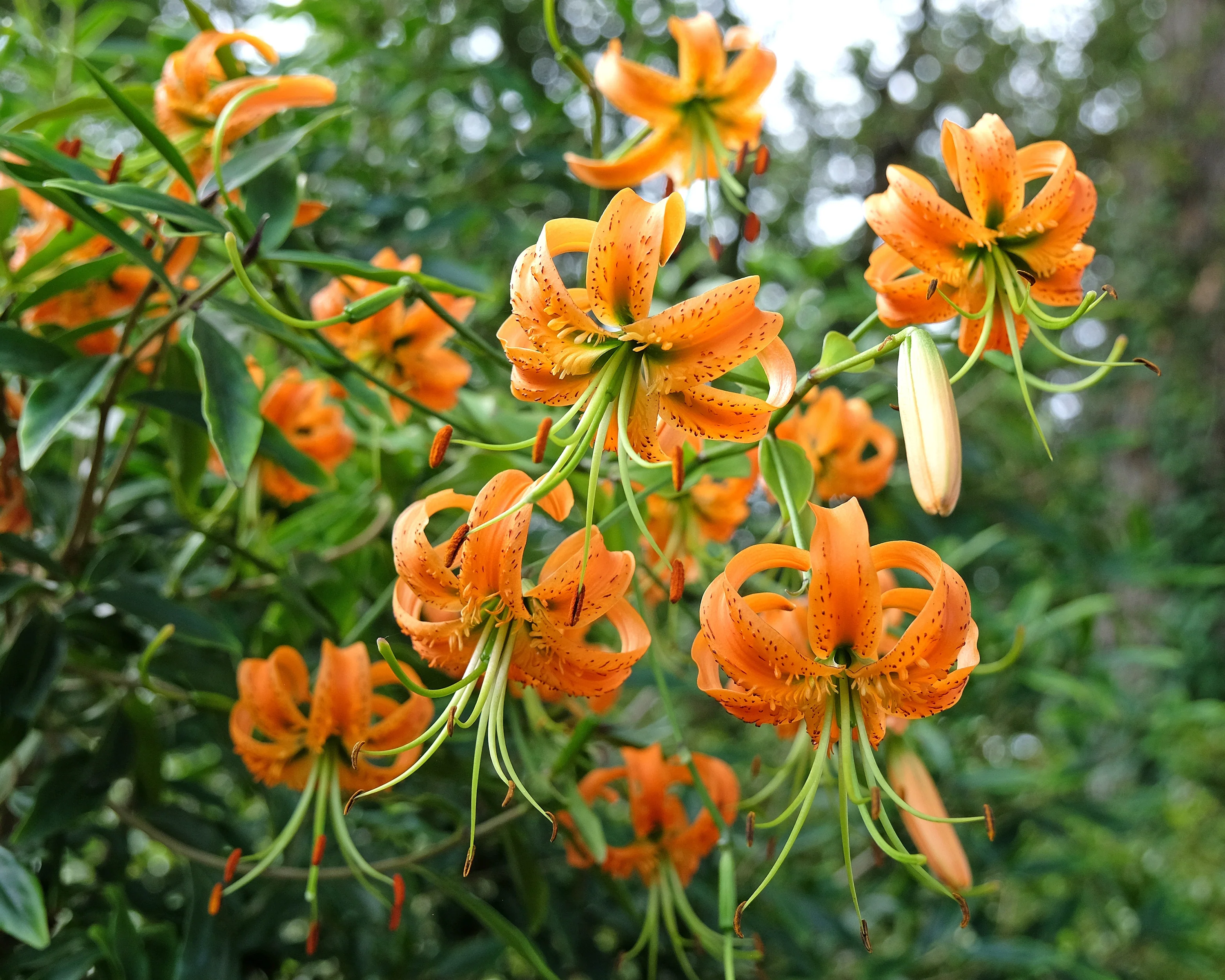 Lilium henryi - Image 5