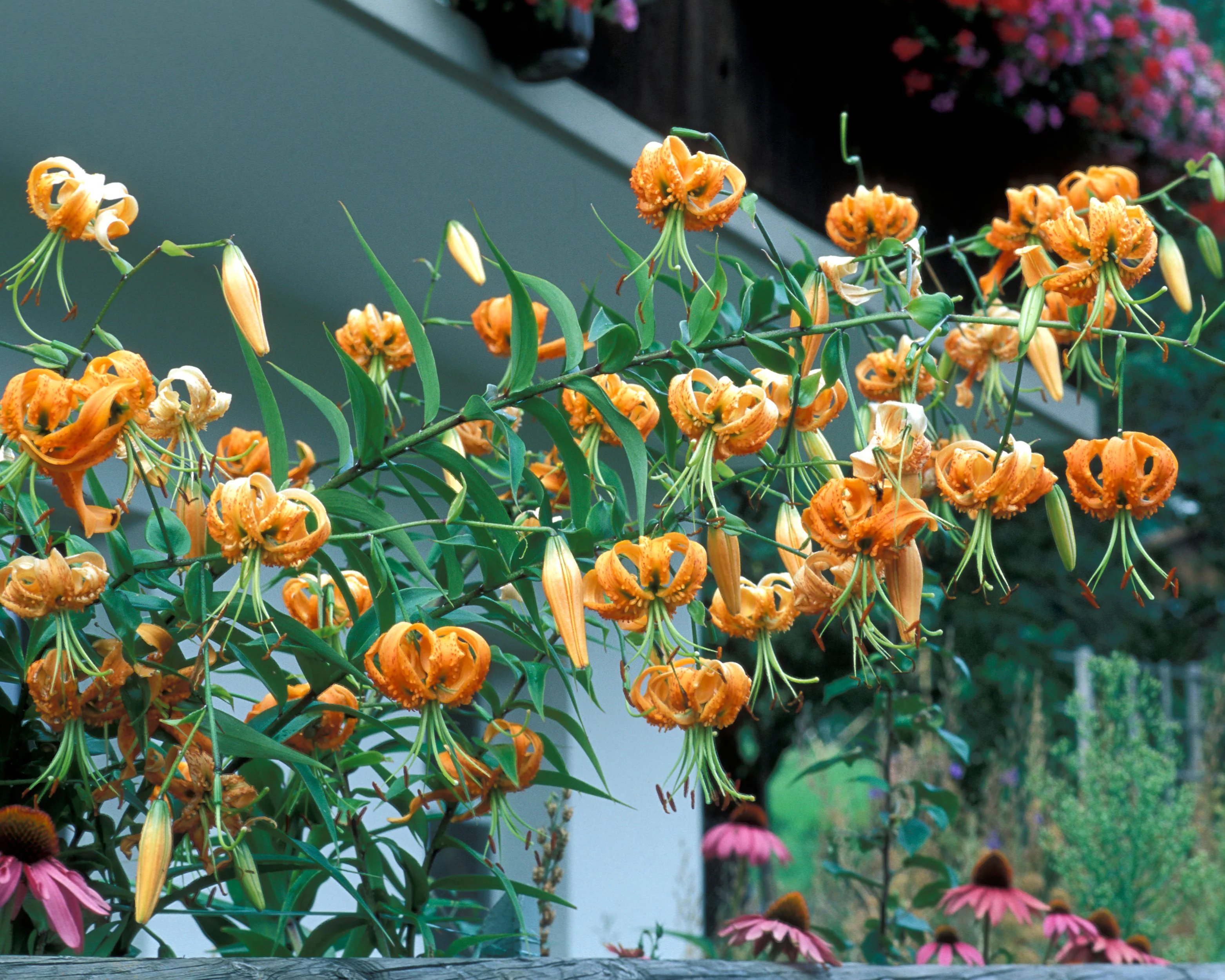 Lilium henryi - Image 7