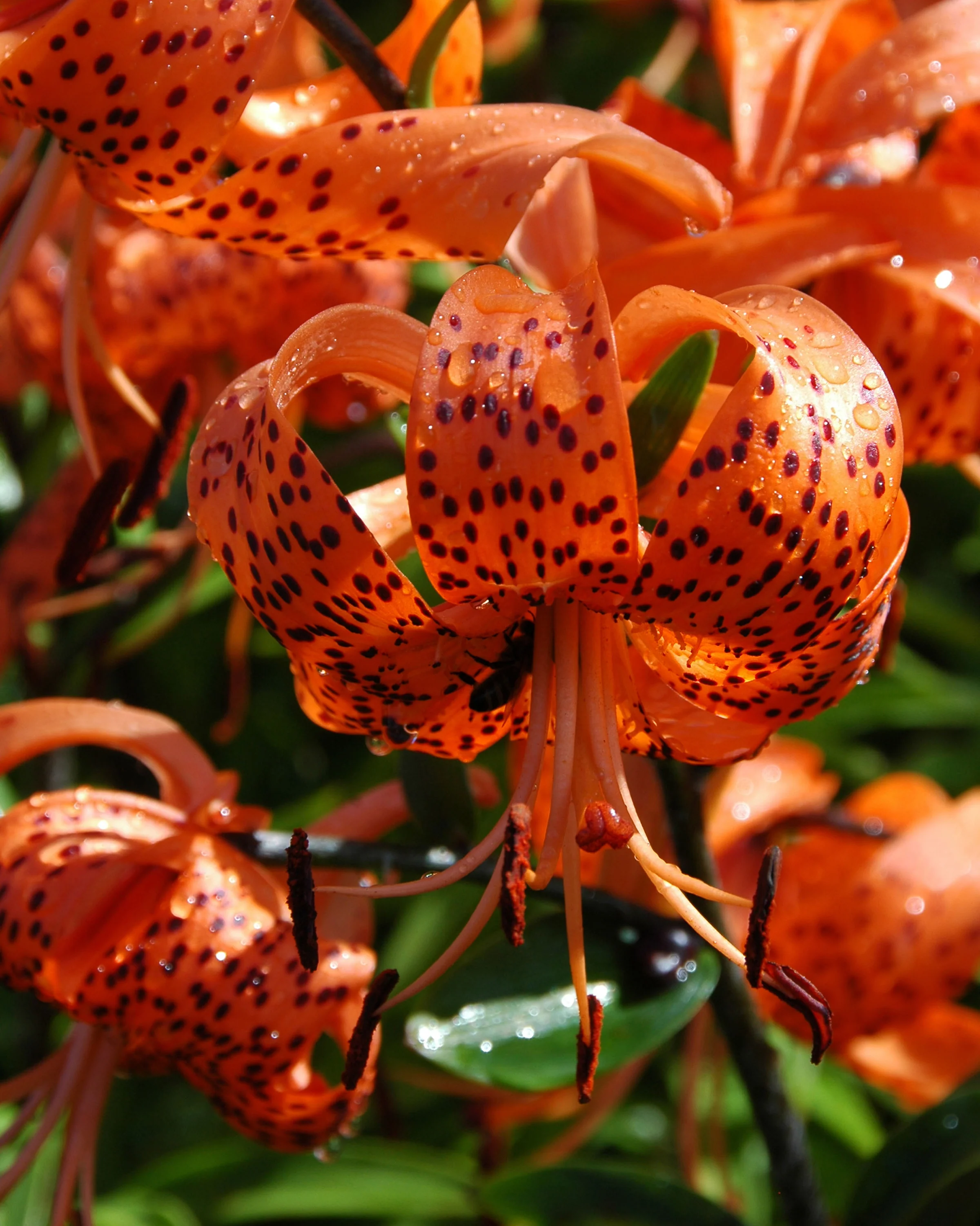 Lilium henryi - Image 8