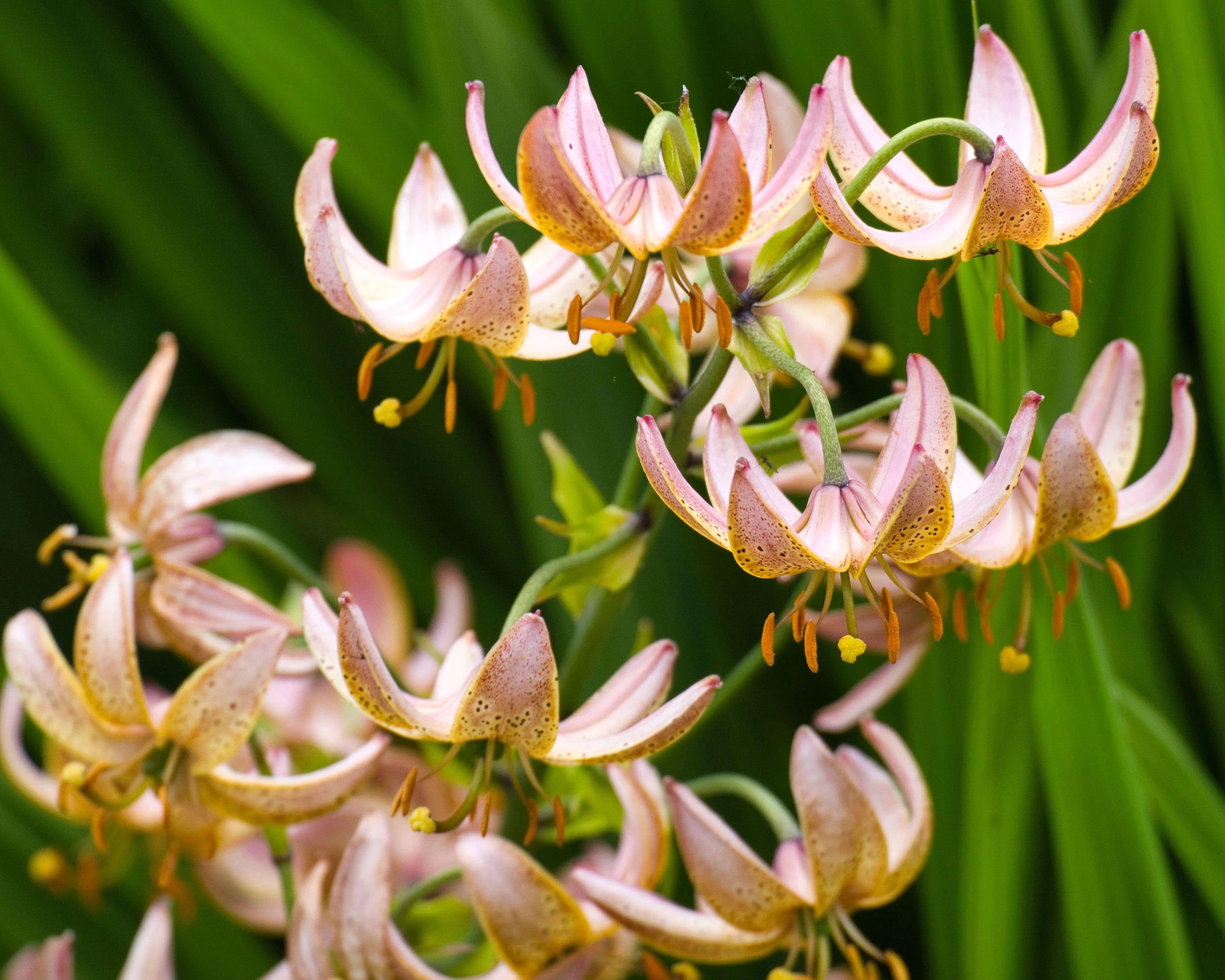 Lily 'Fairy Morning' - Image 4