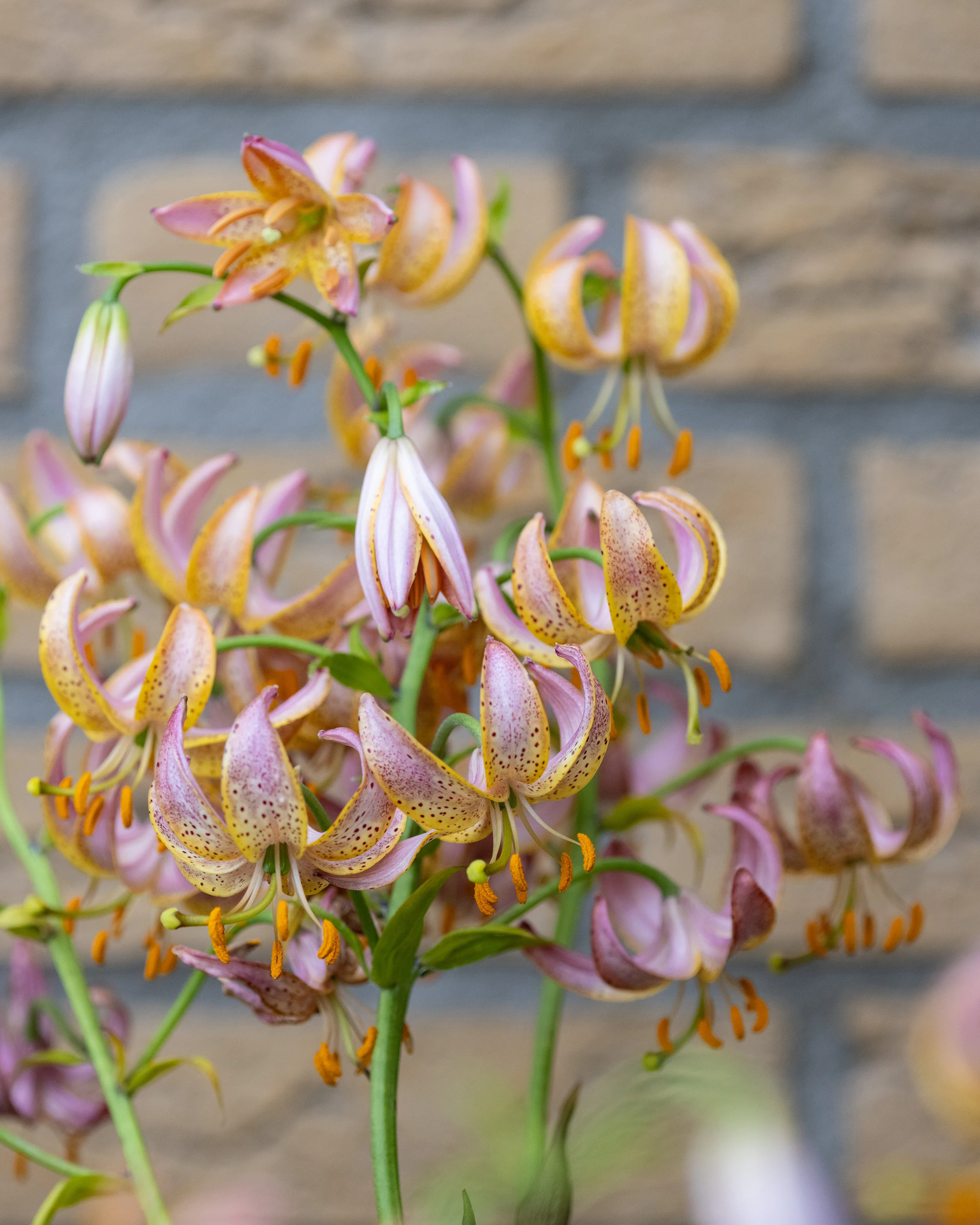 Lily 'Fairy Morning' - Image 5
