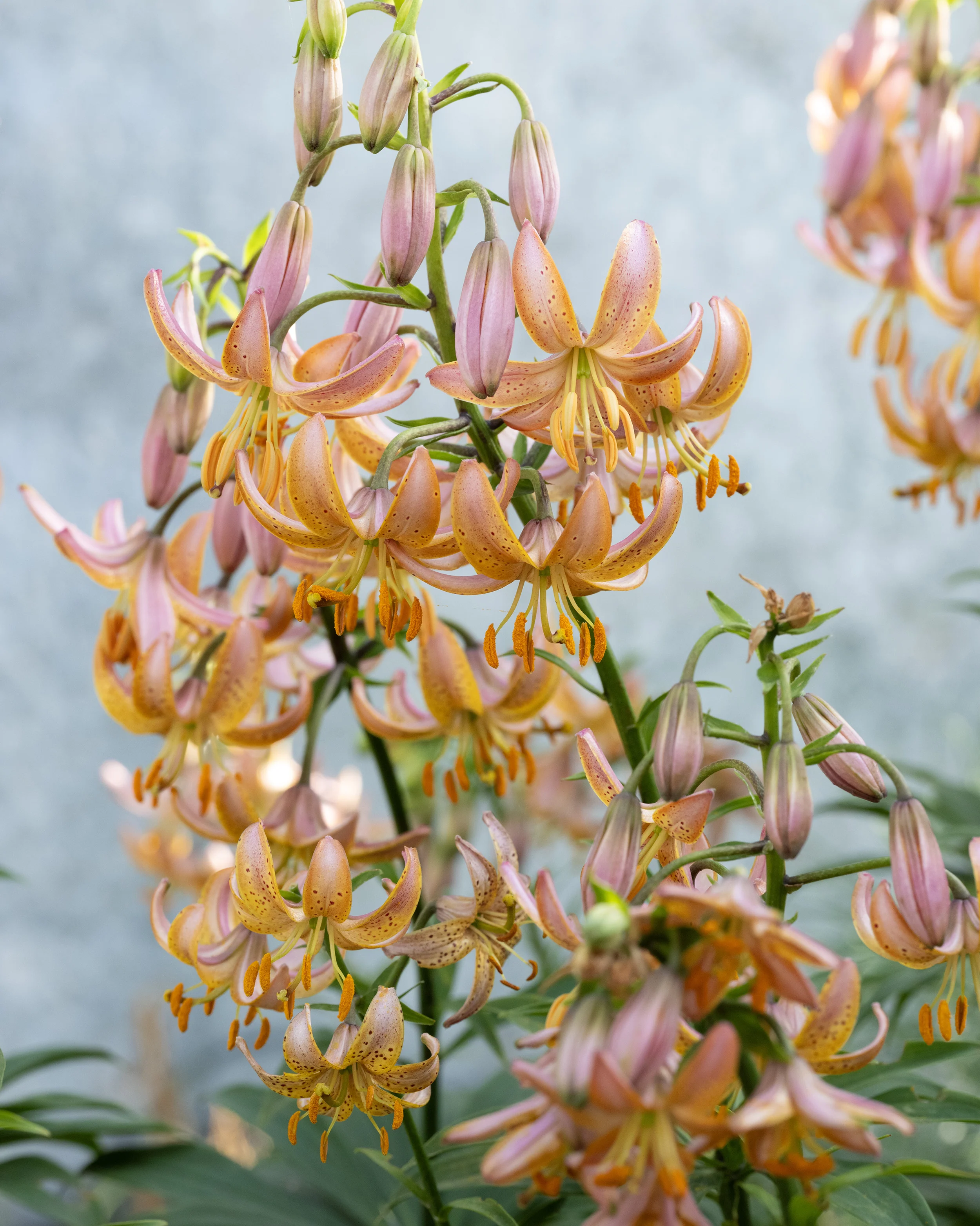 Lily 'Fairy Morning' - Image 8