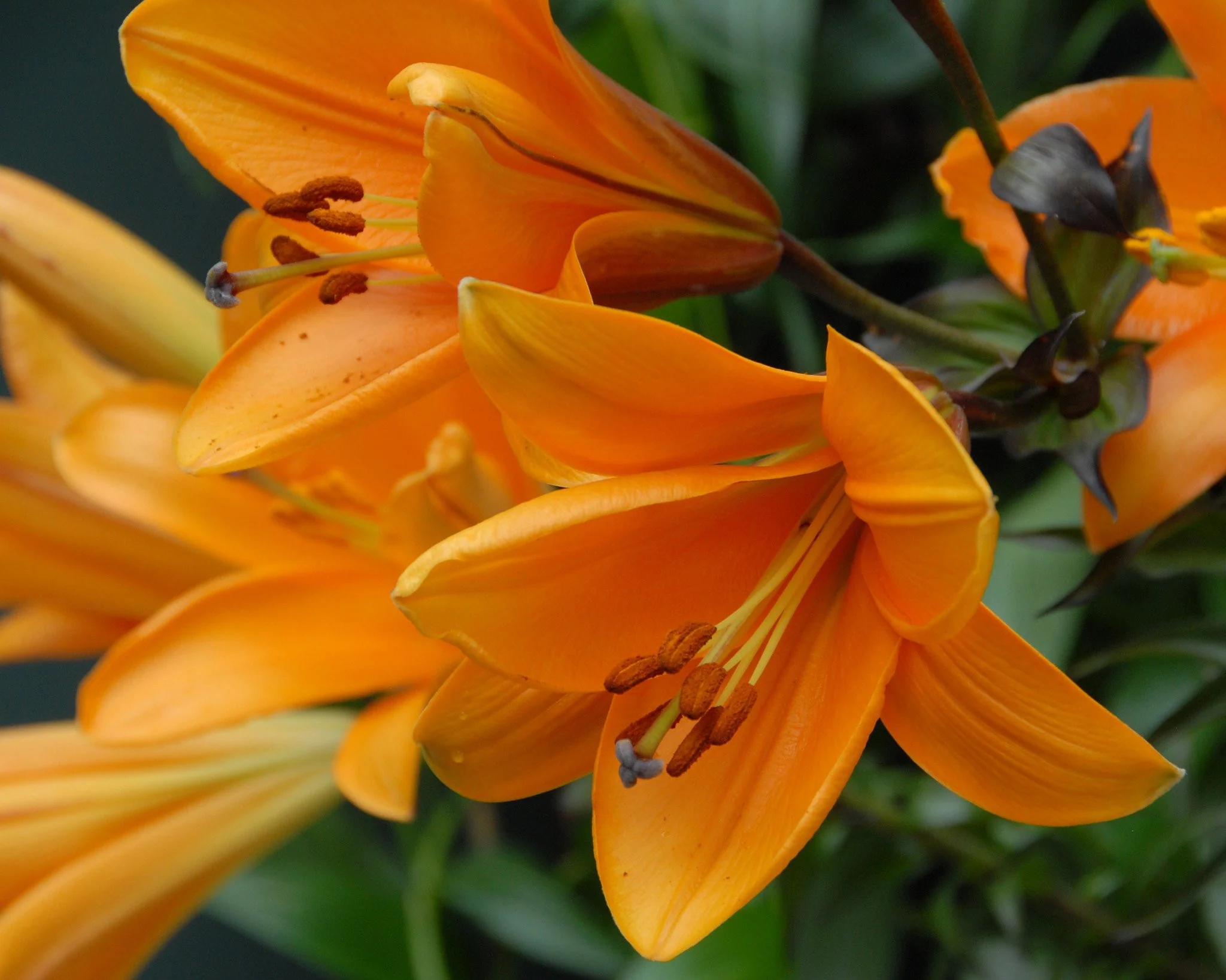 Lily 'African Queen' - Image 2