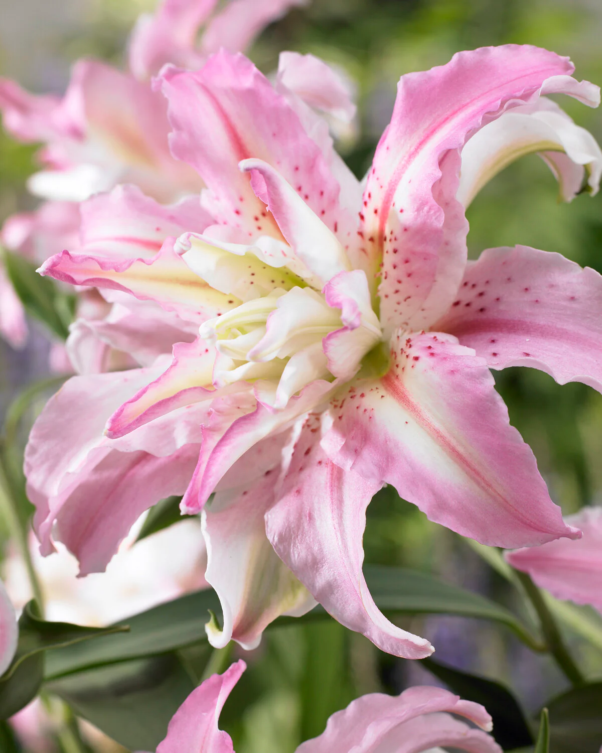Lily 'Broken Heart' - Image 4