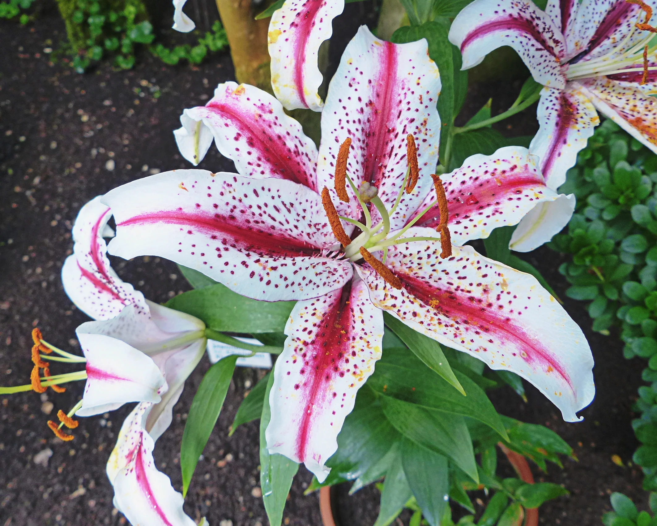 Lily 'Dizzy' - Image 8