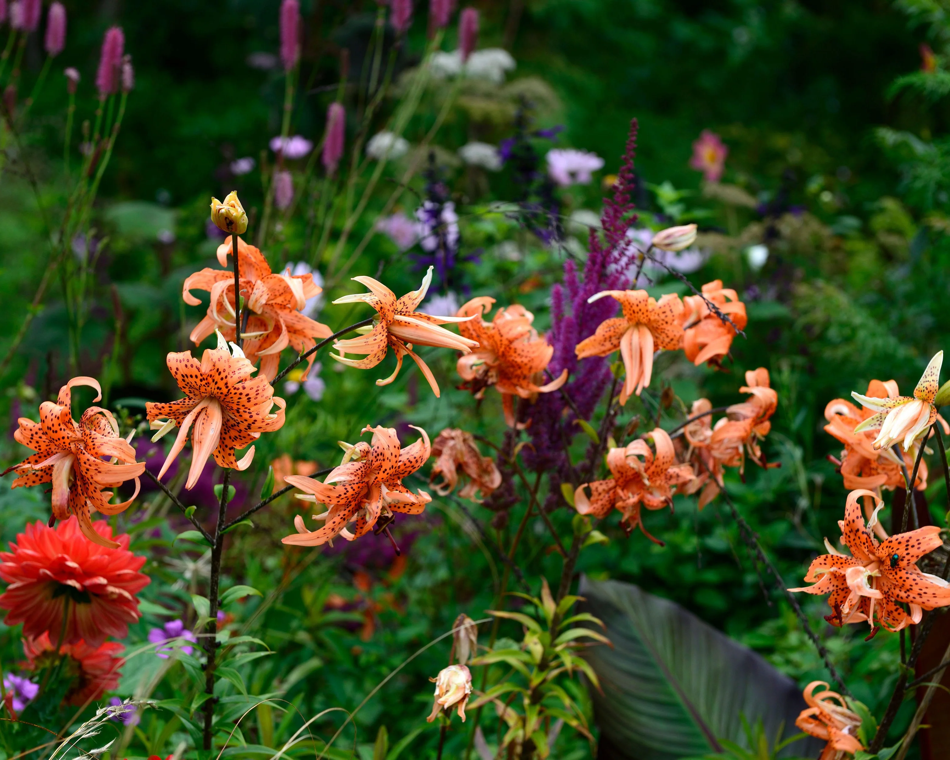 Lily 'Flore Pleno' - Image 5