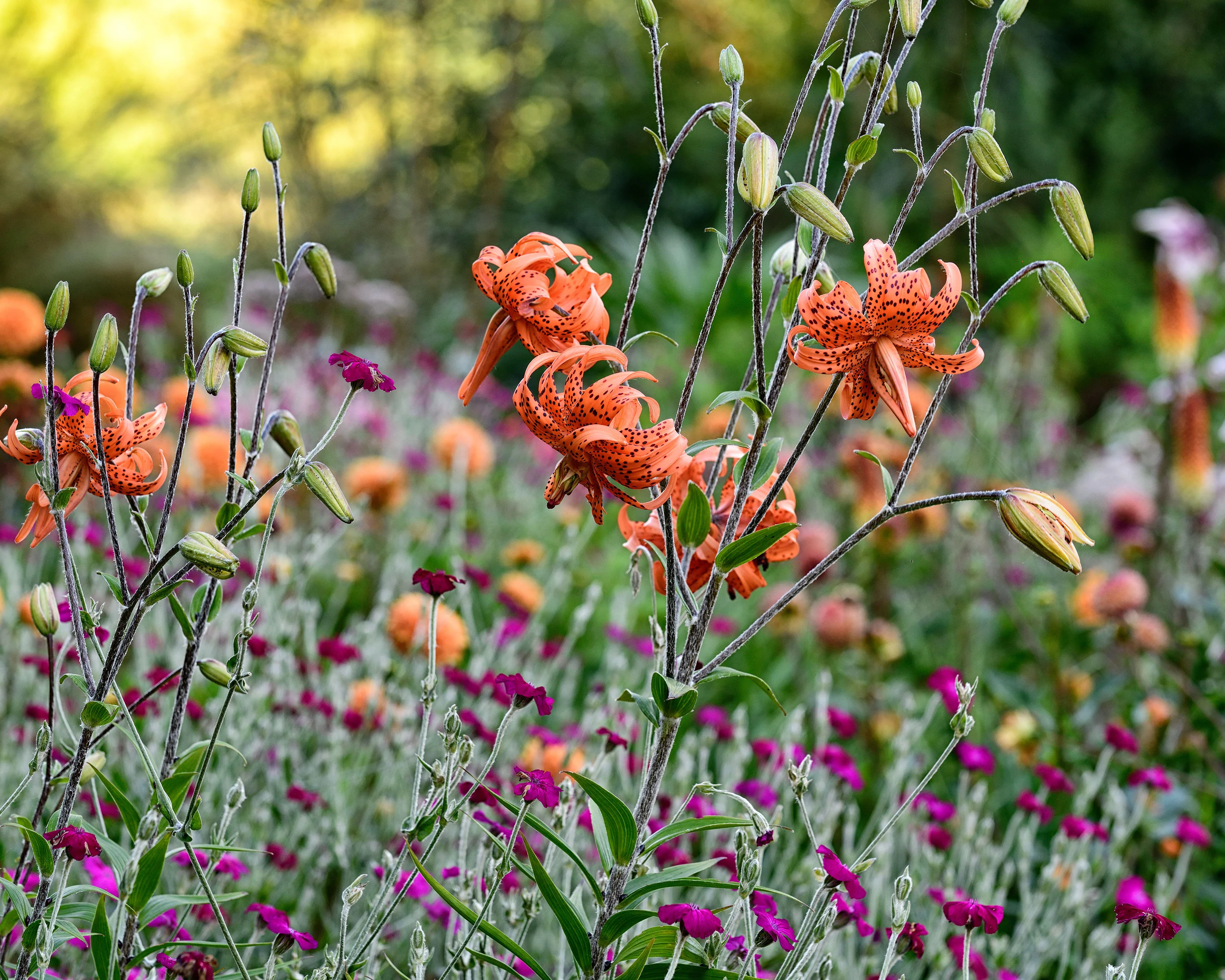 Lily 'Flore Pleno' - Image 7