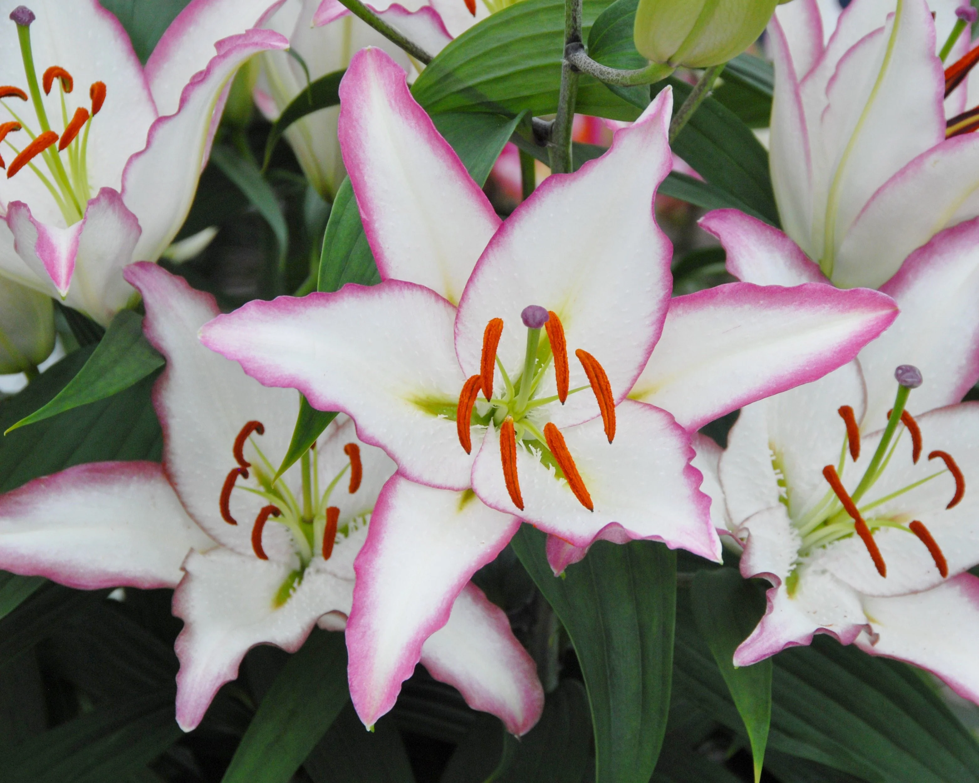 Lily 'Hotline' - Image 2