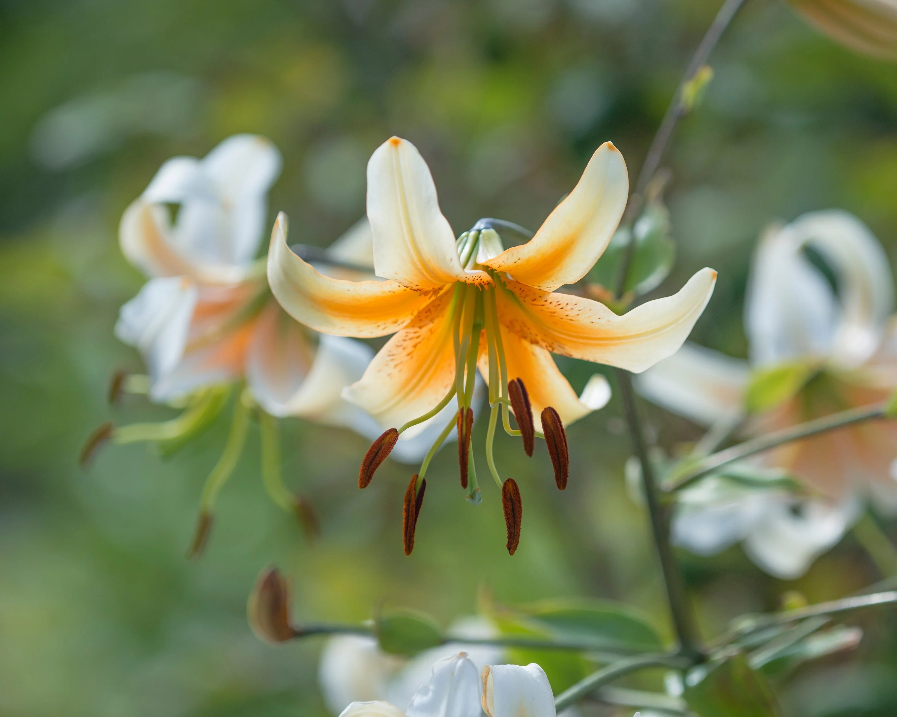 Lily 'Lady Alice' - Image 3