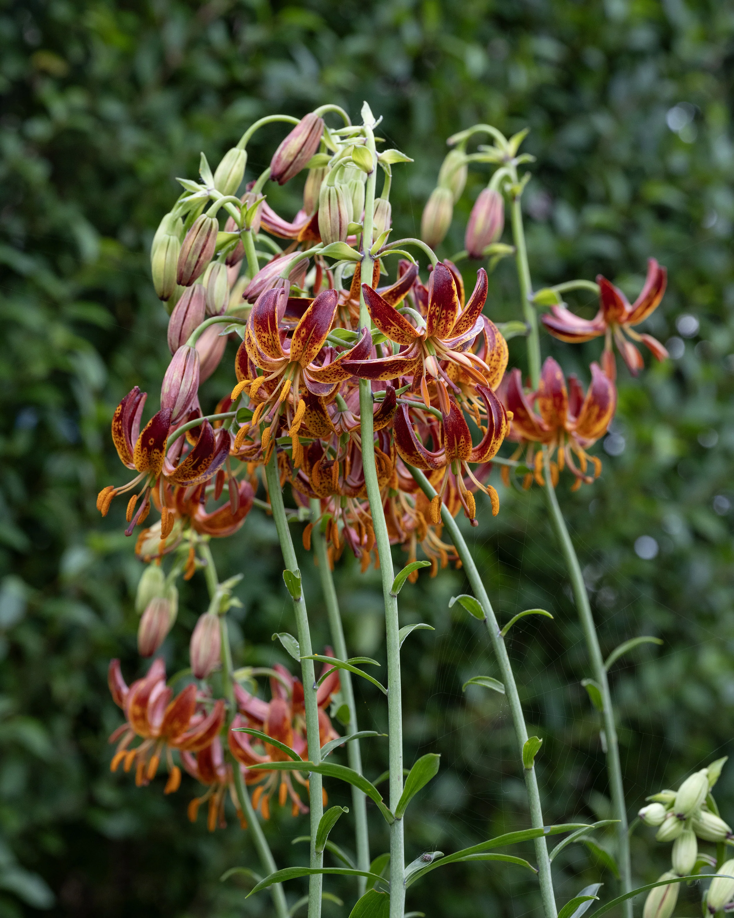 Lily 'Arabian Knight' - Image 10