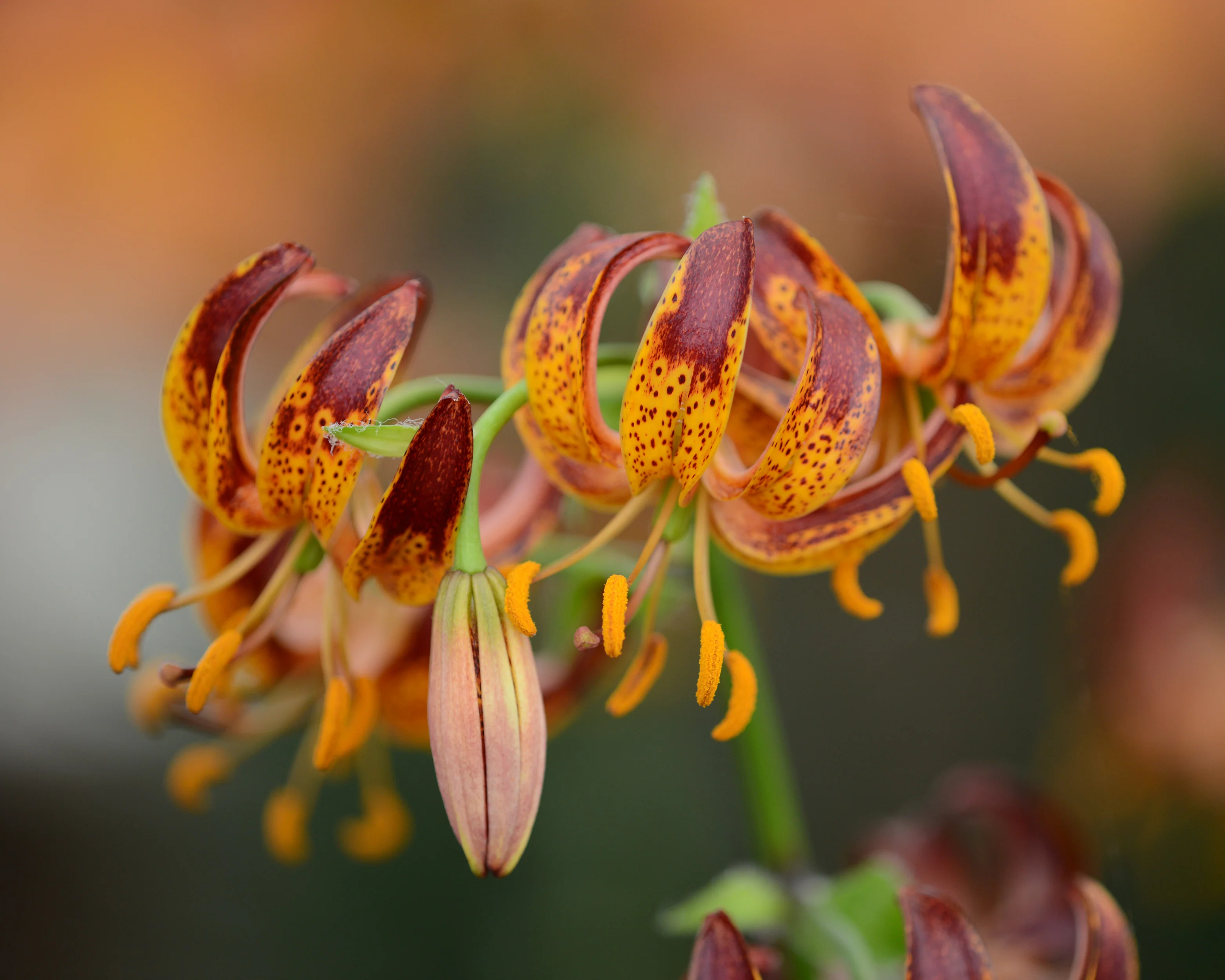 Lily 'Arabian Knight' - Image 2