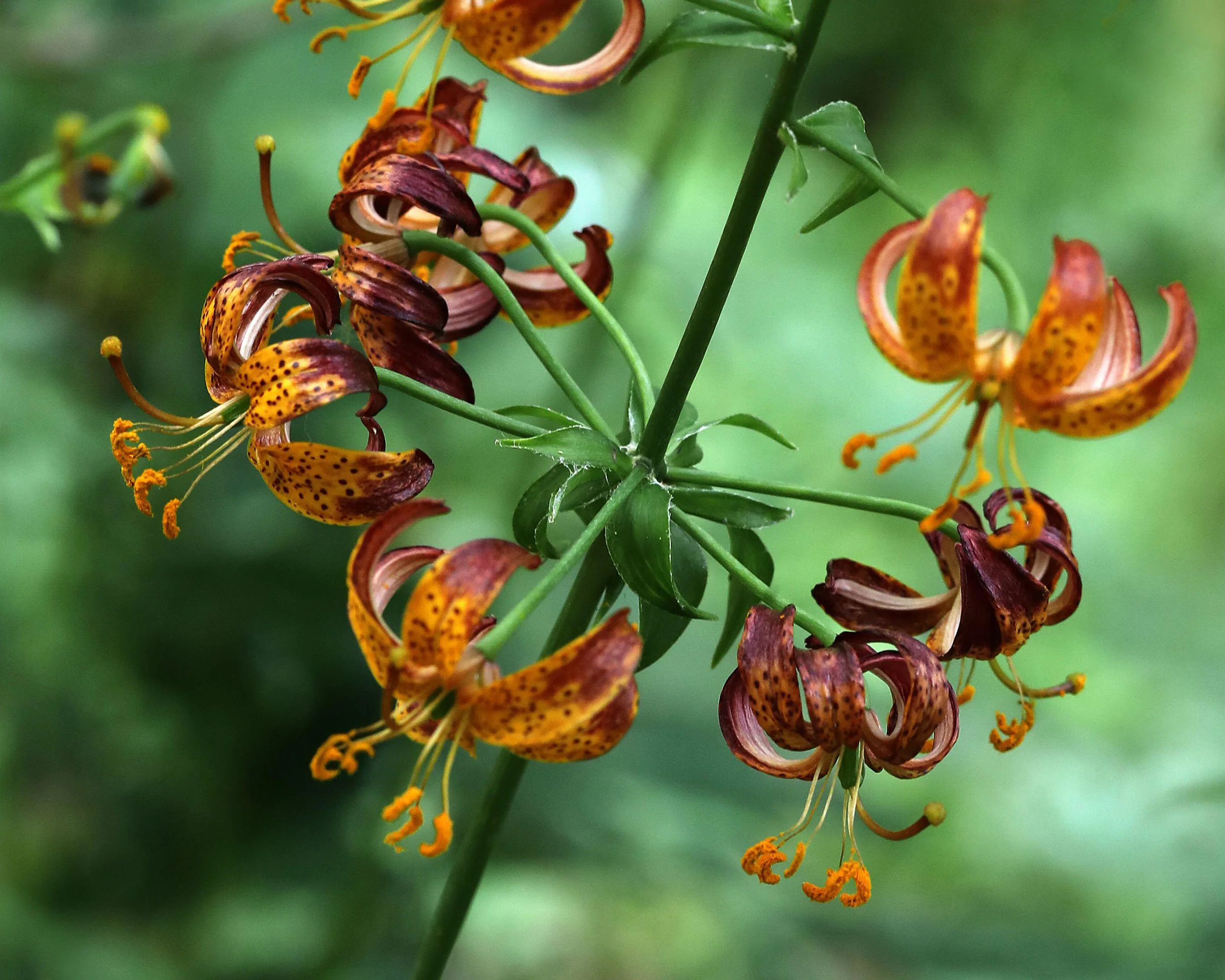 Lily 'Arabian Knight' - Image 5