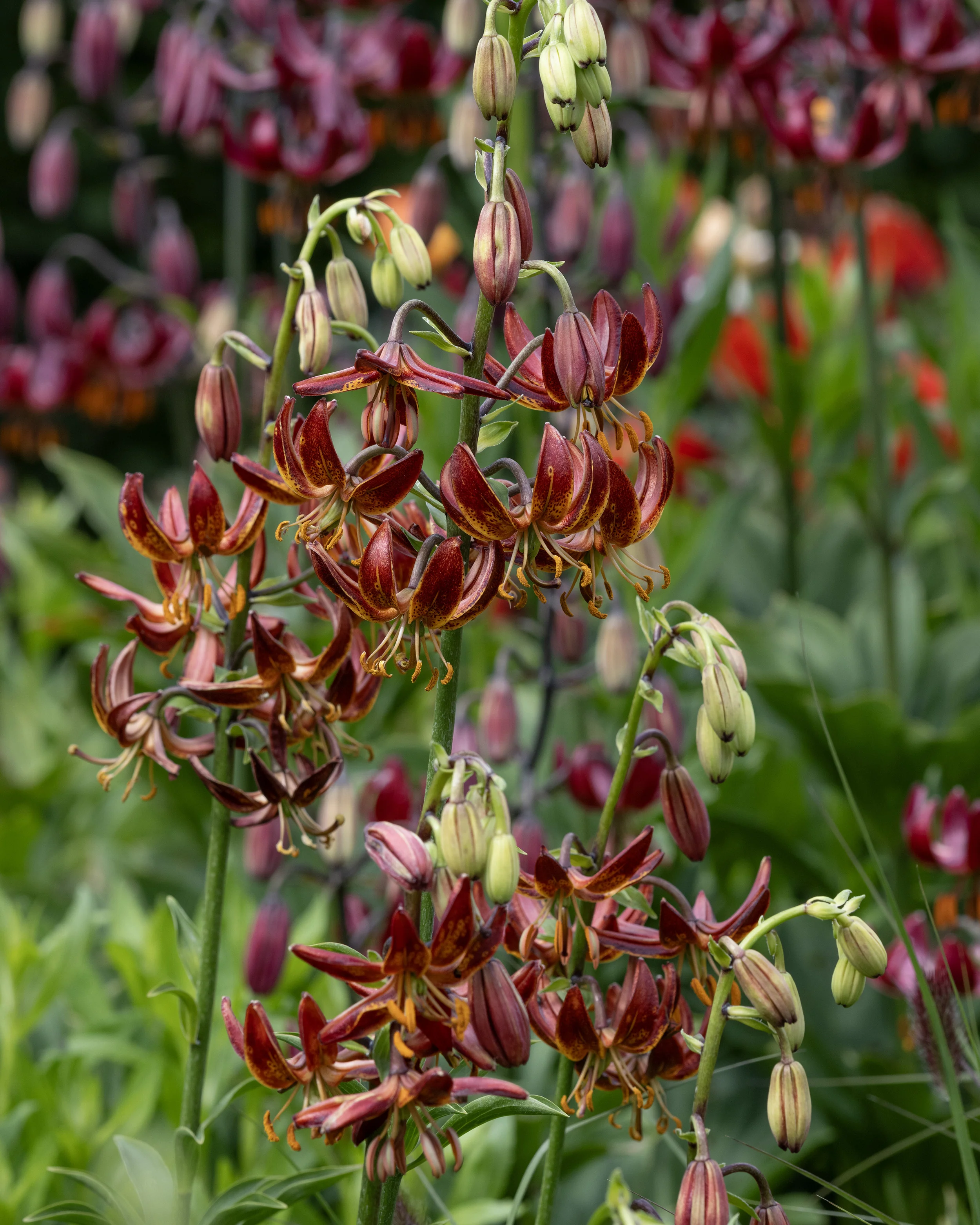 Lily 'Arabian Knight' - Image 7
