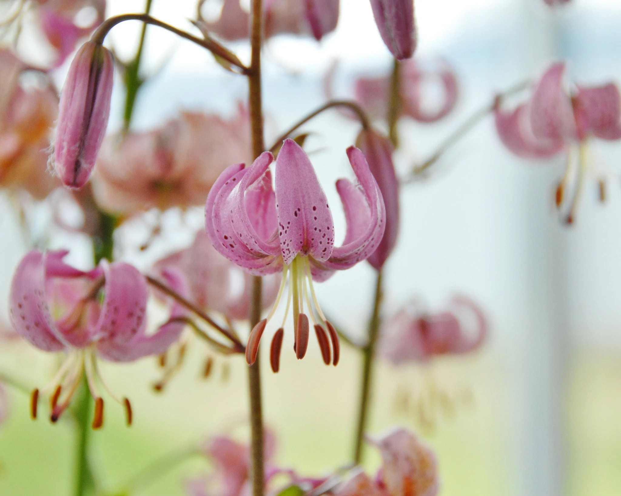 Lily 'Pink Morning' - Image 4
