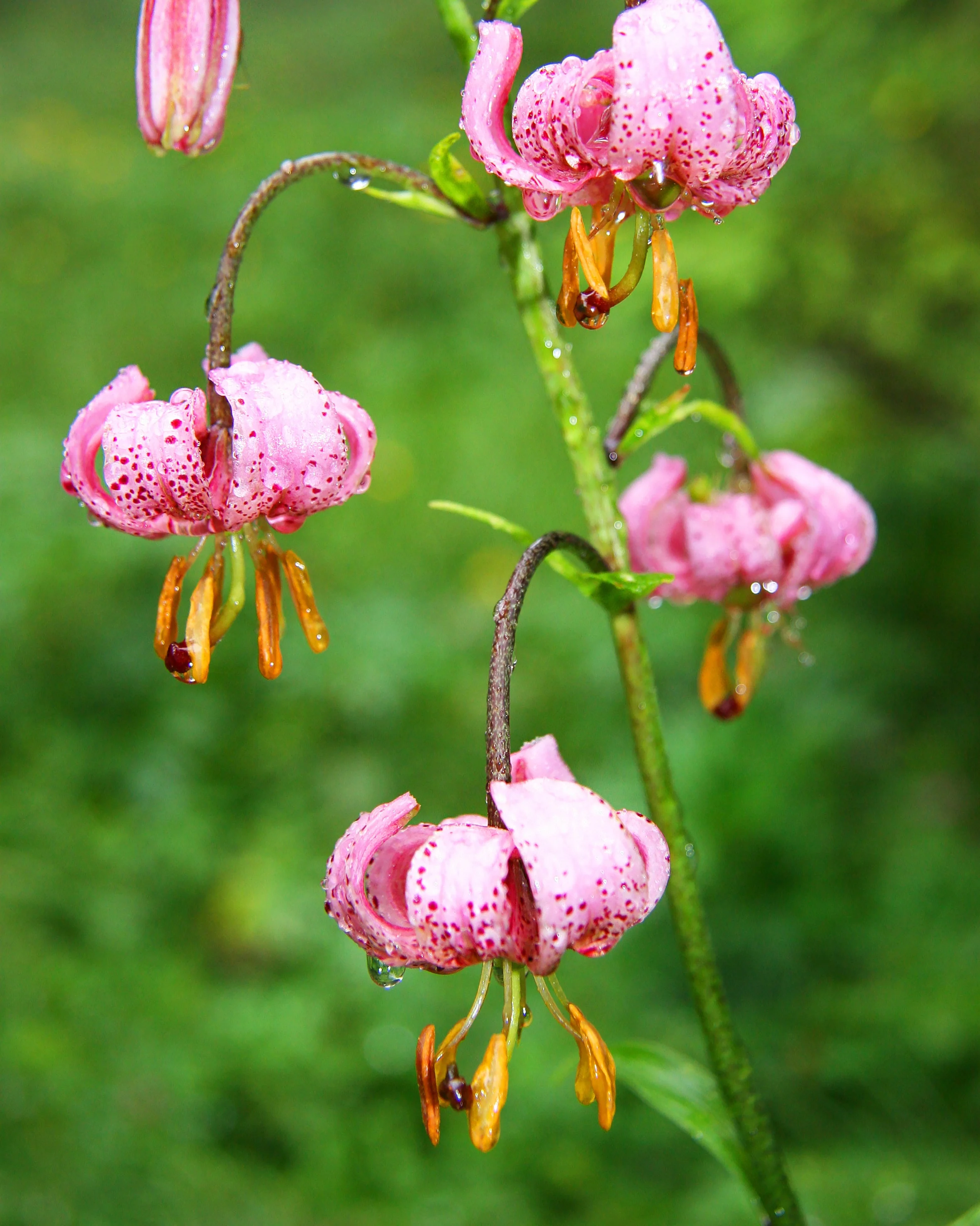 Lily 'Pink Morning' - Image 5