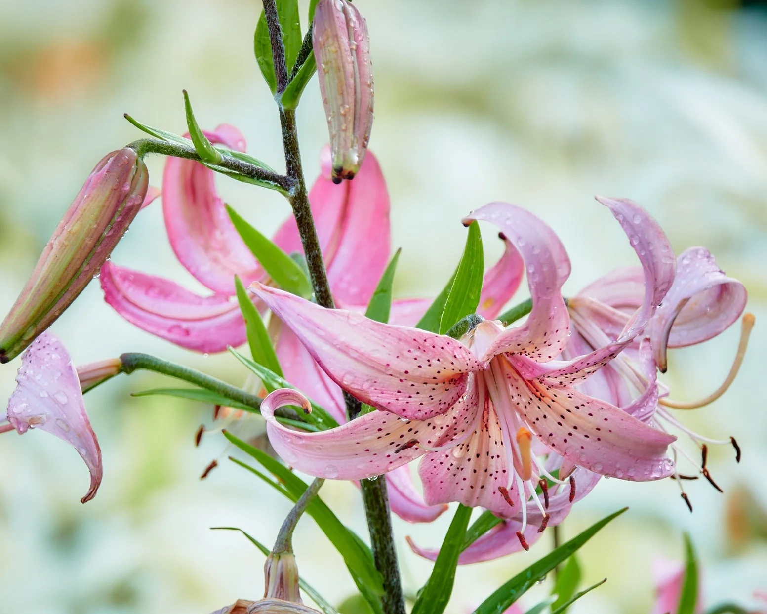 Lily 'Pink Morning' - Image 6