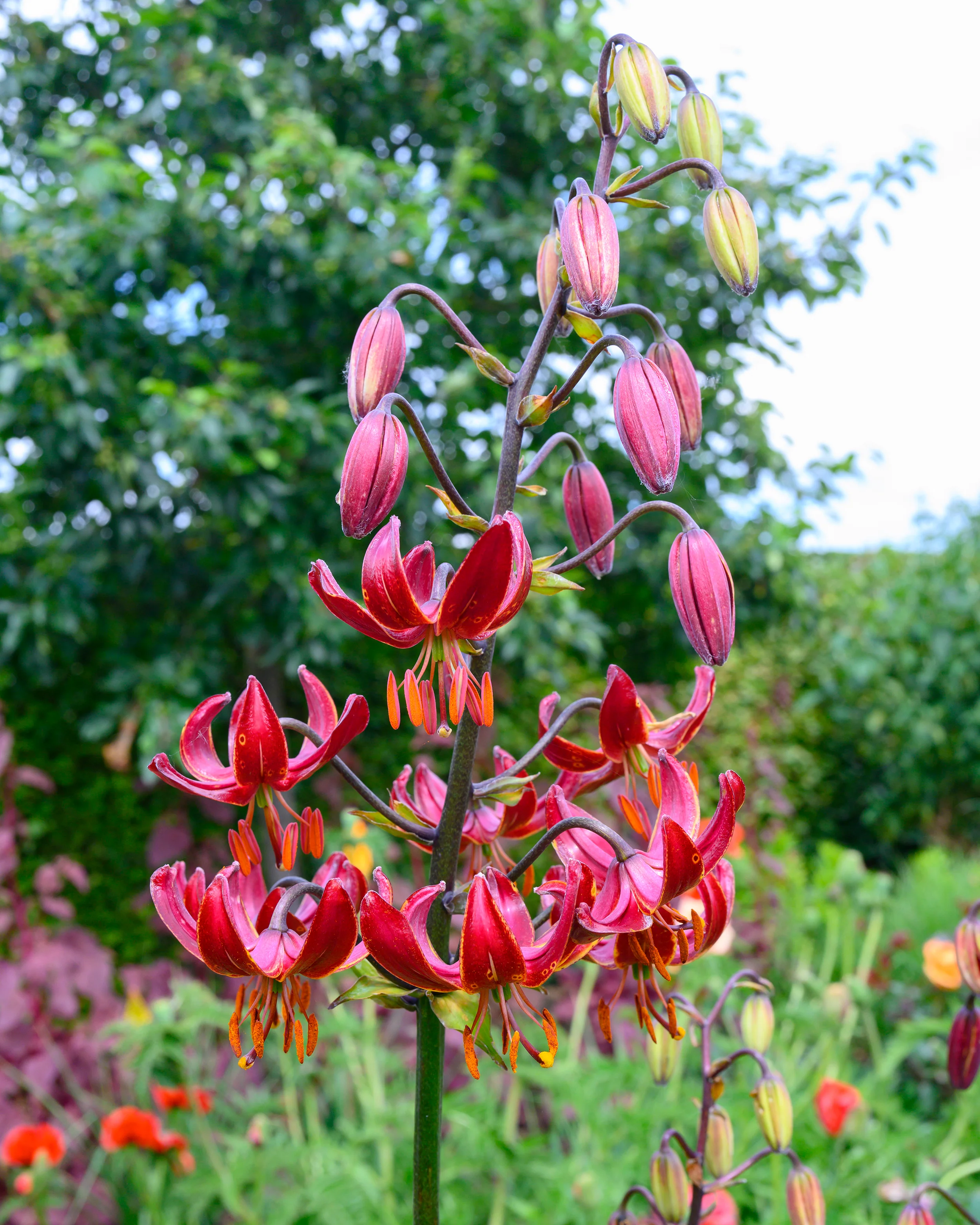 Lily 'Claude Shride' - Image 11
