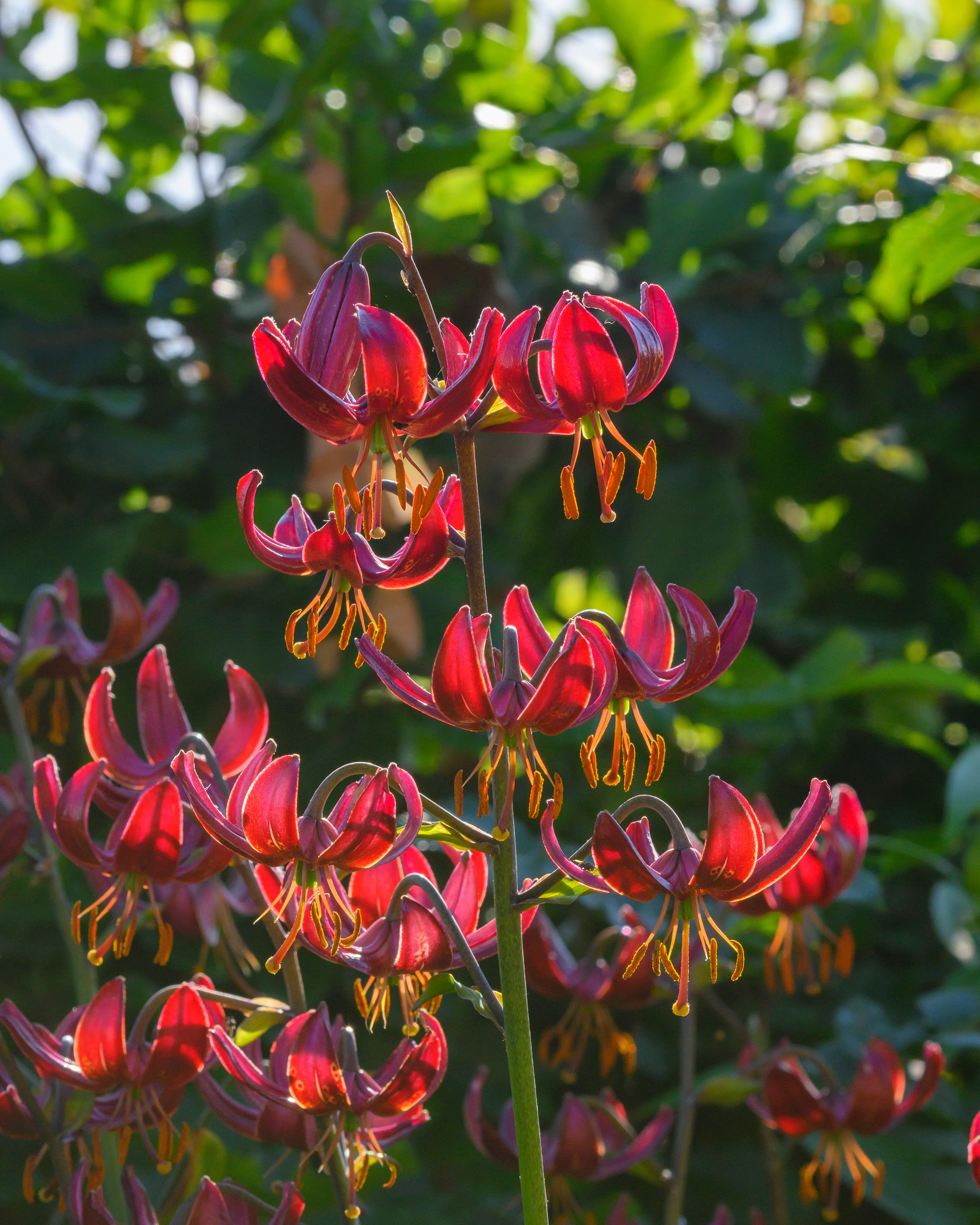 Lily 'Claude Shride' - Image 13