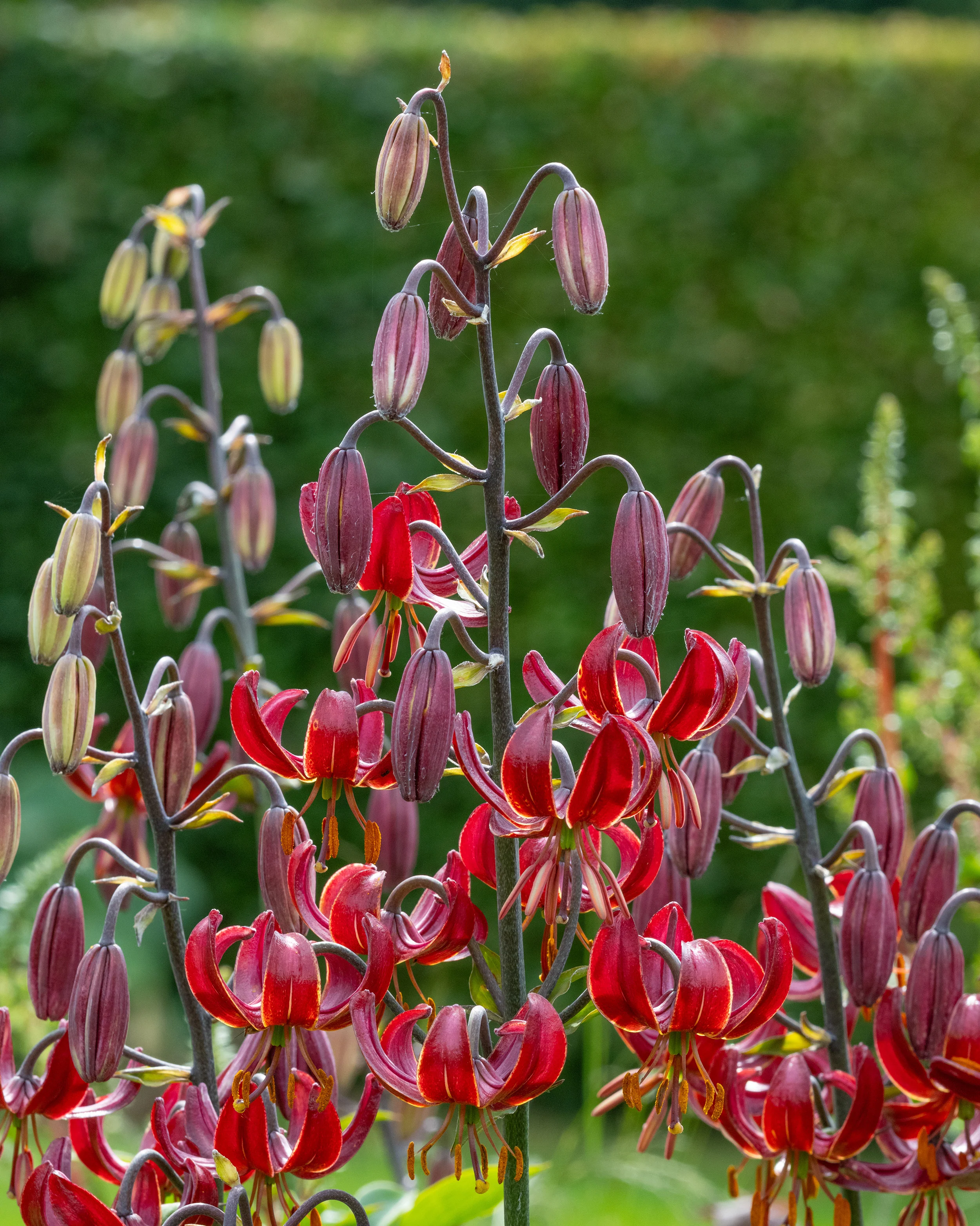 Lily 'Claude Shride' - Image 14