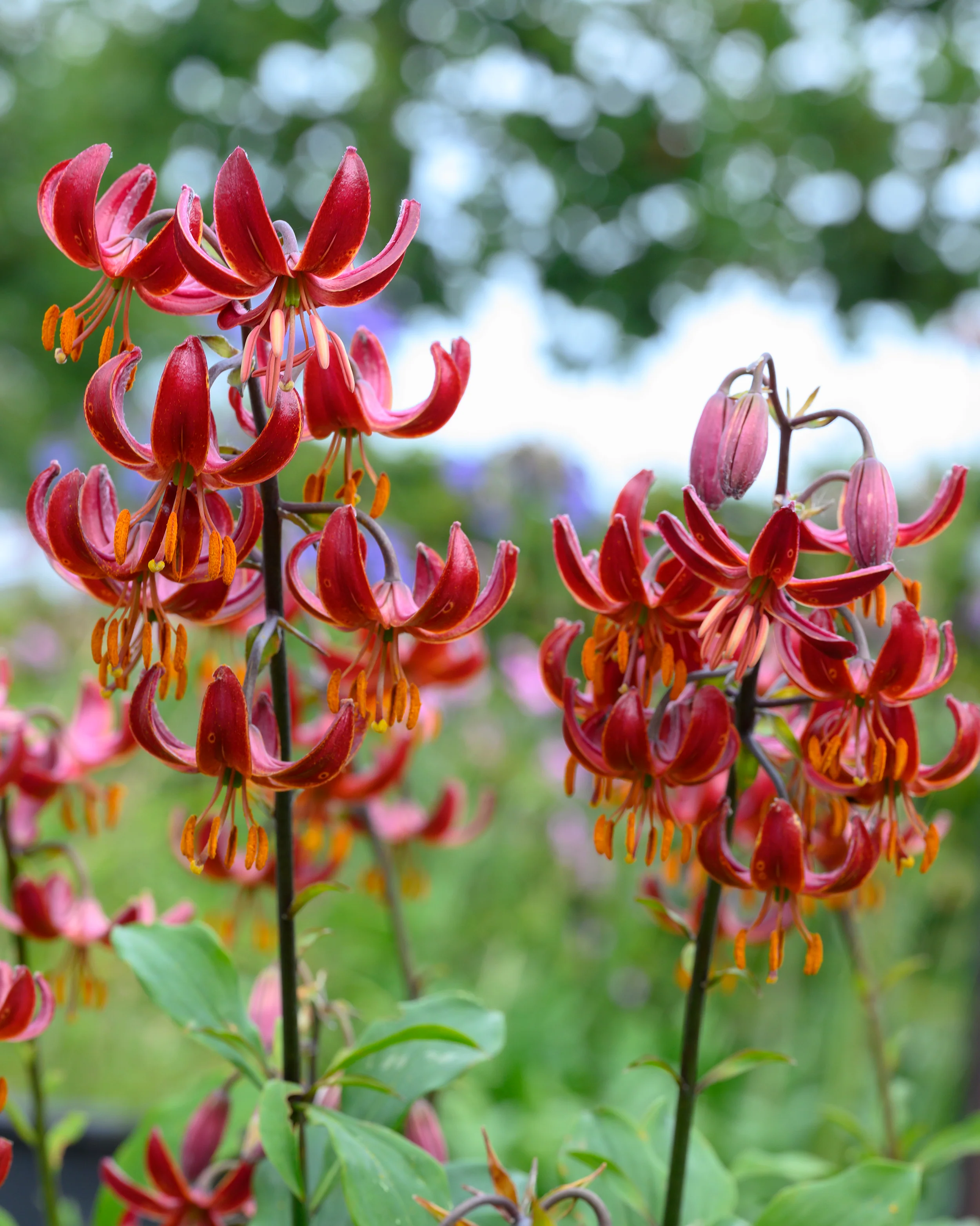 Lily 'Claude Shride' - Image 3