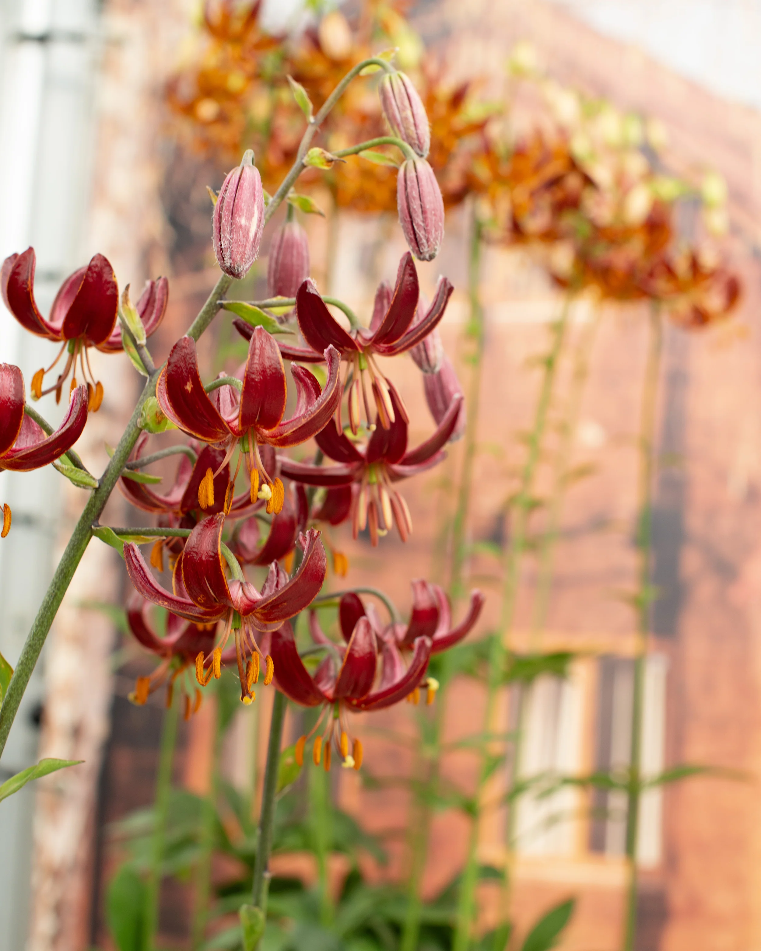 Lily 'Claude Shride' - Image 4