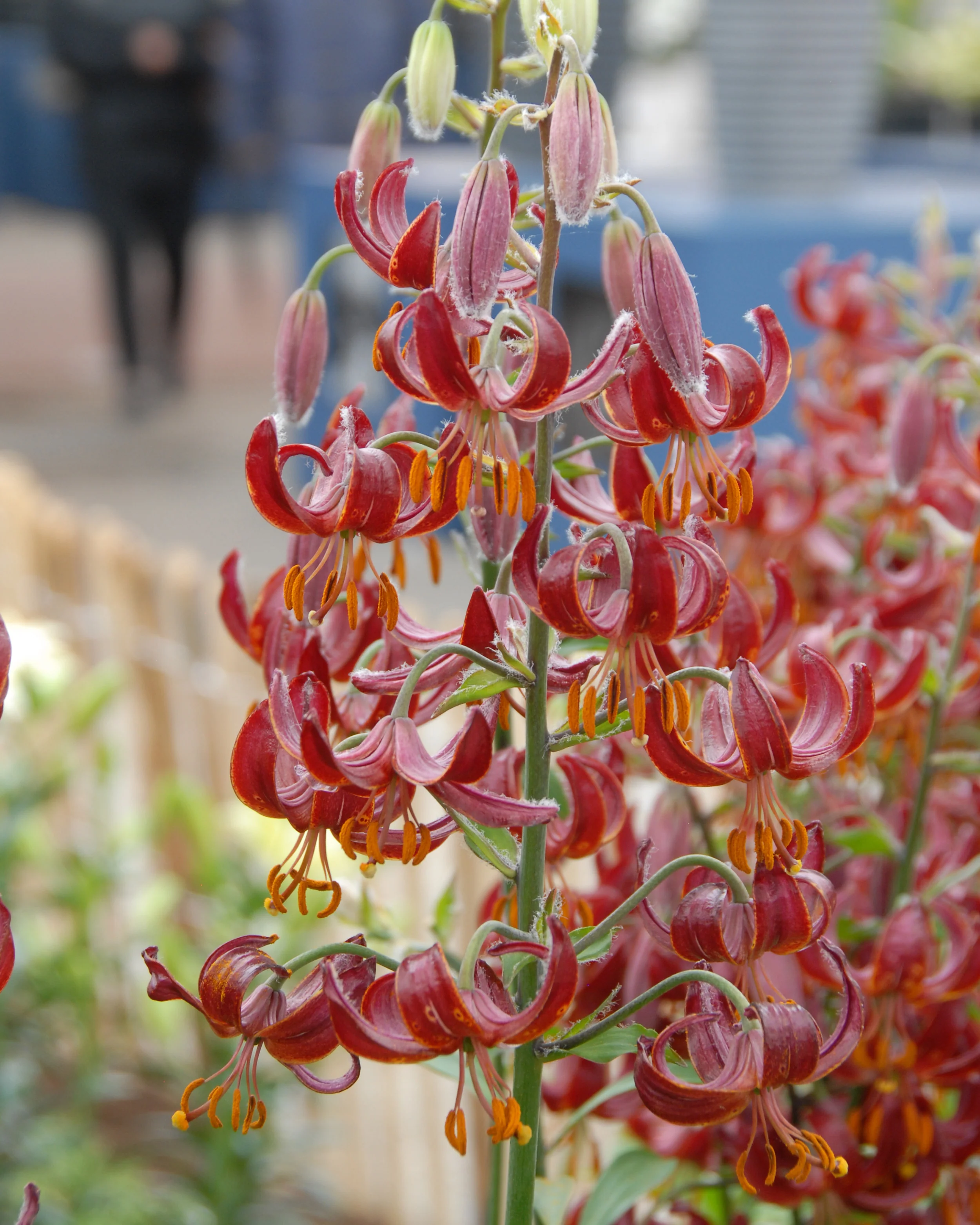 Lily 'Claude Shride' - Image 8