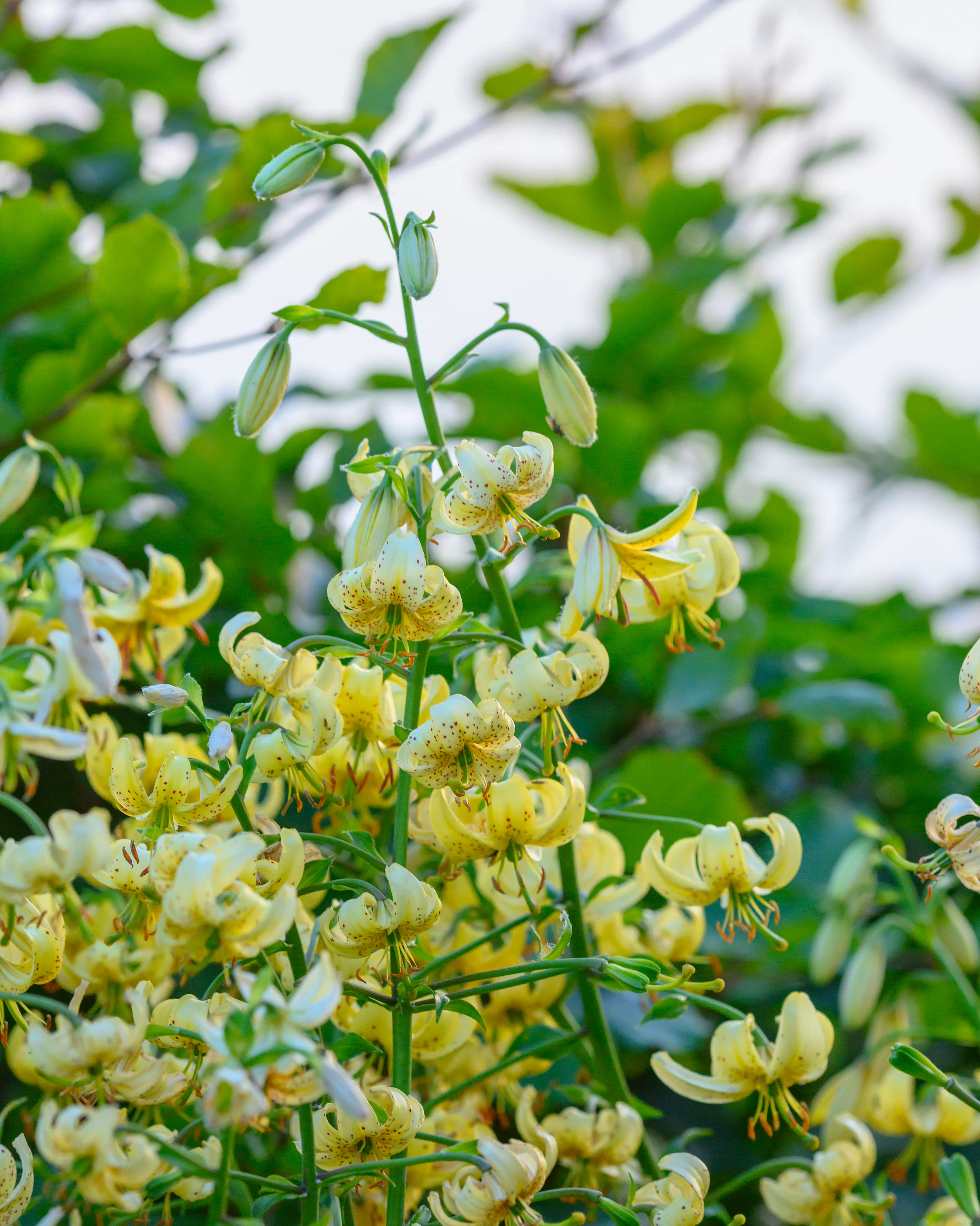 Lily 'Golden Morning' - Image 4