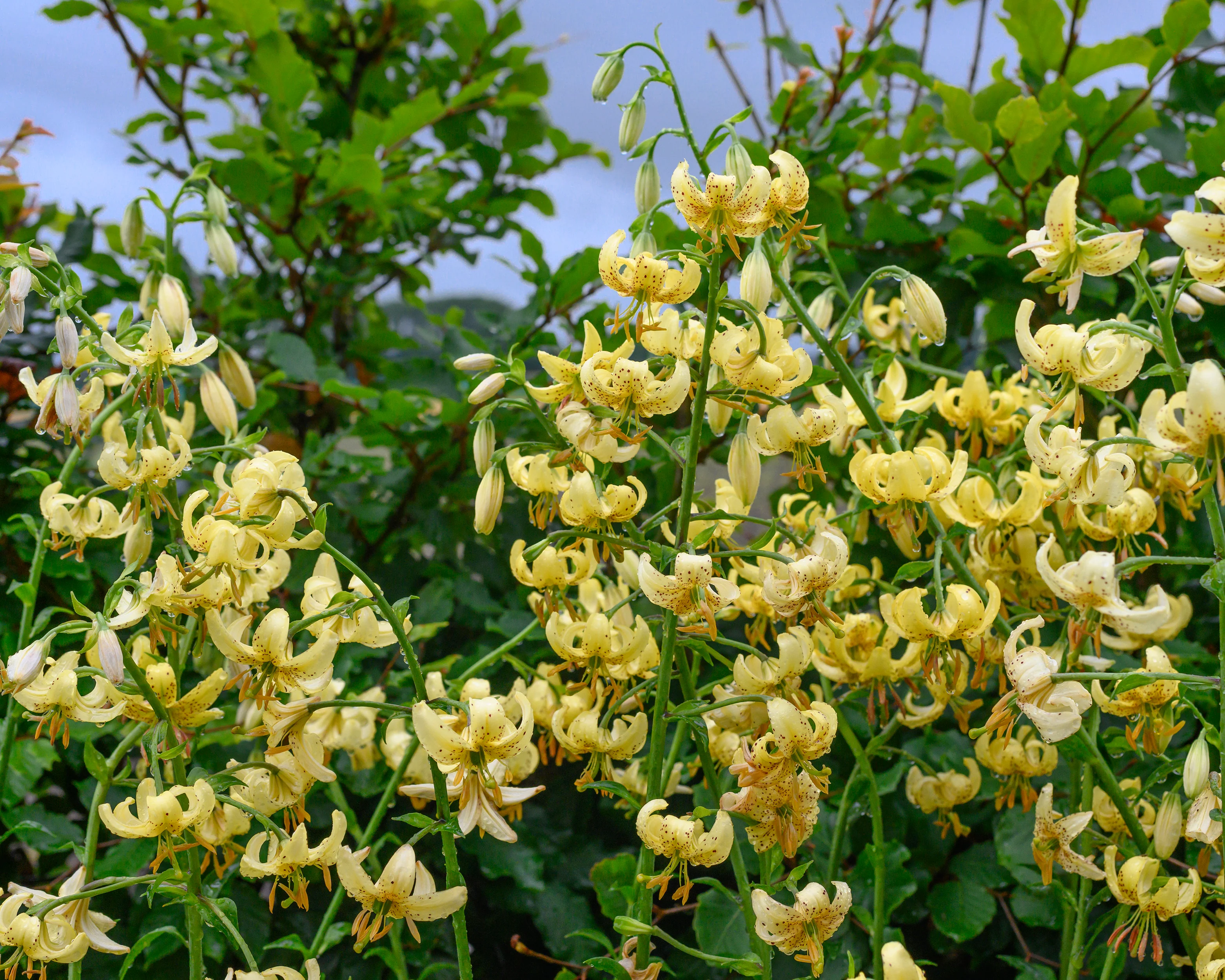 Lily 'Golden Morning' - Image 6