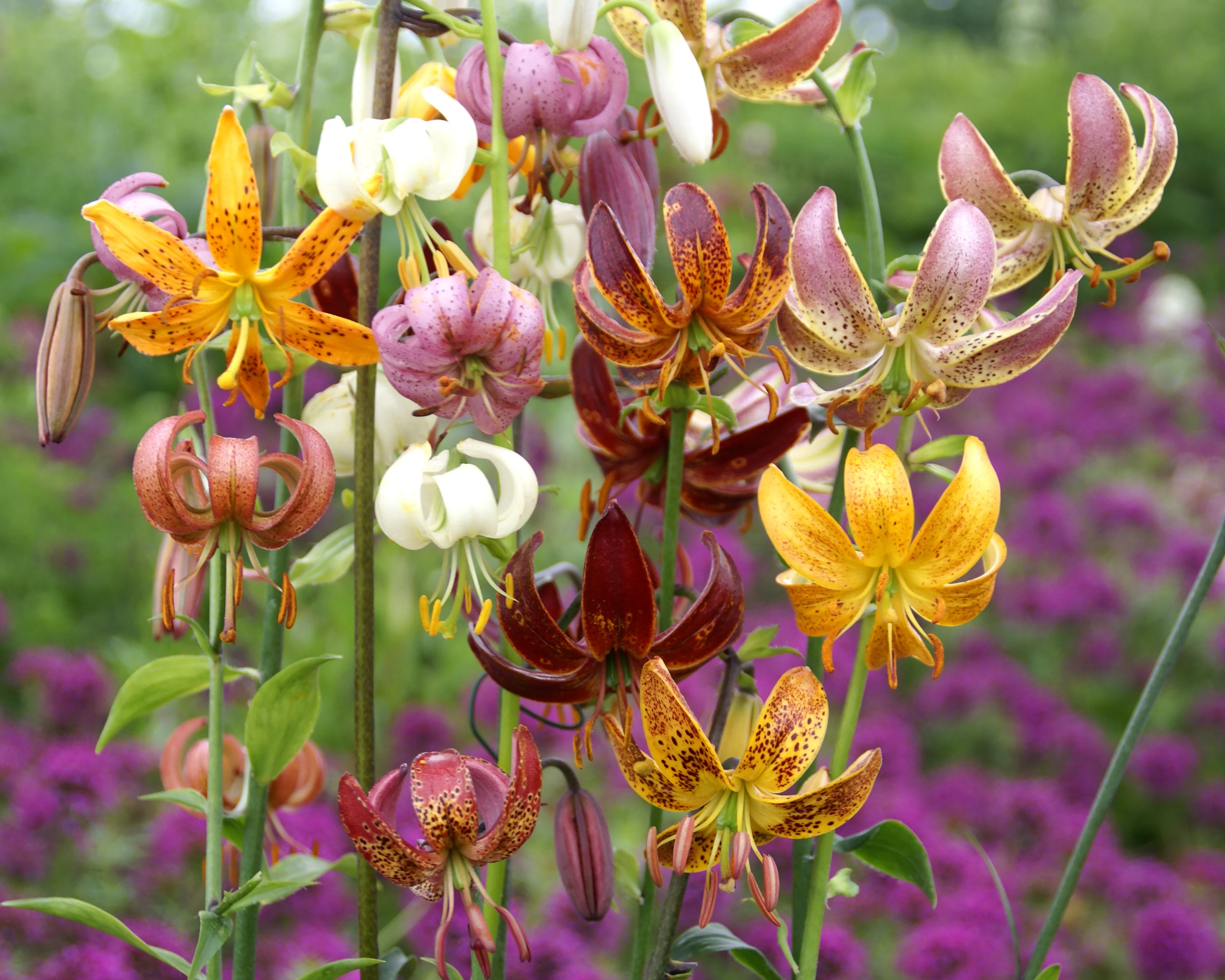Lily 'Martagon Mix' - Image 3