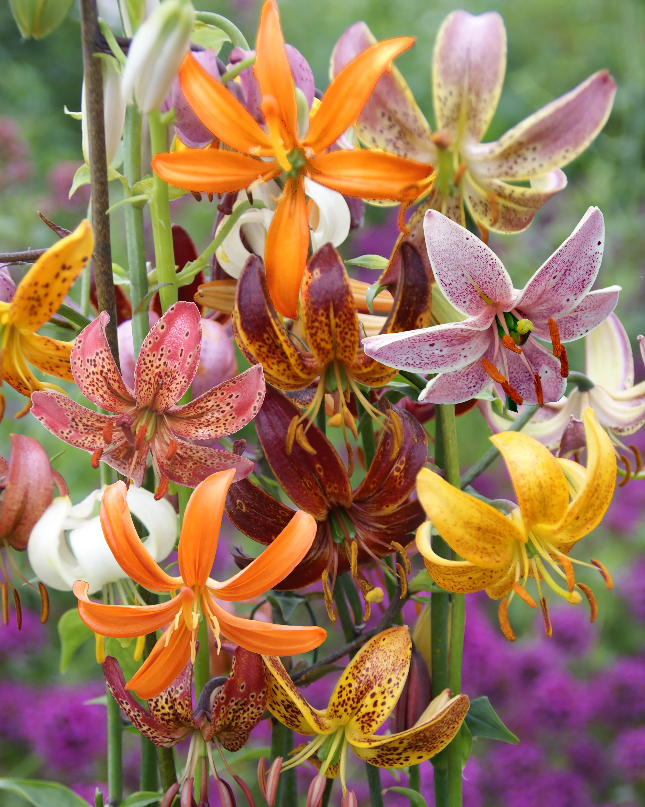 Lily 'Martagon Mix' - Image 6