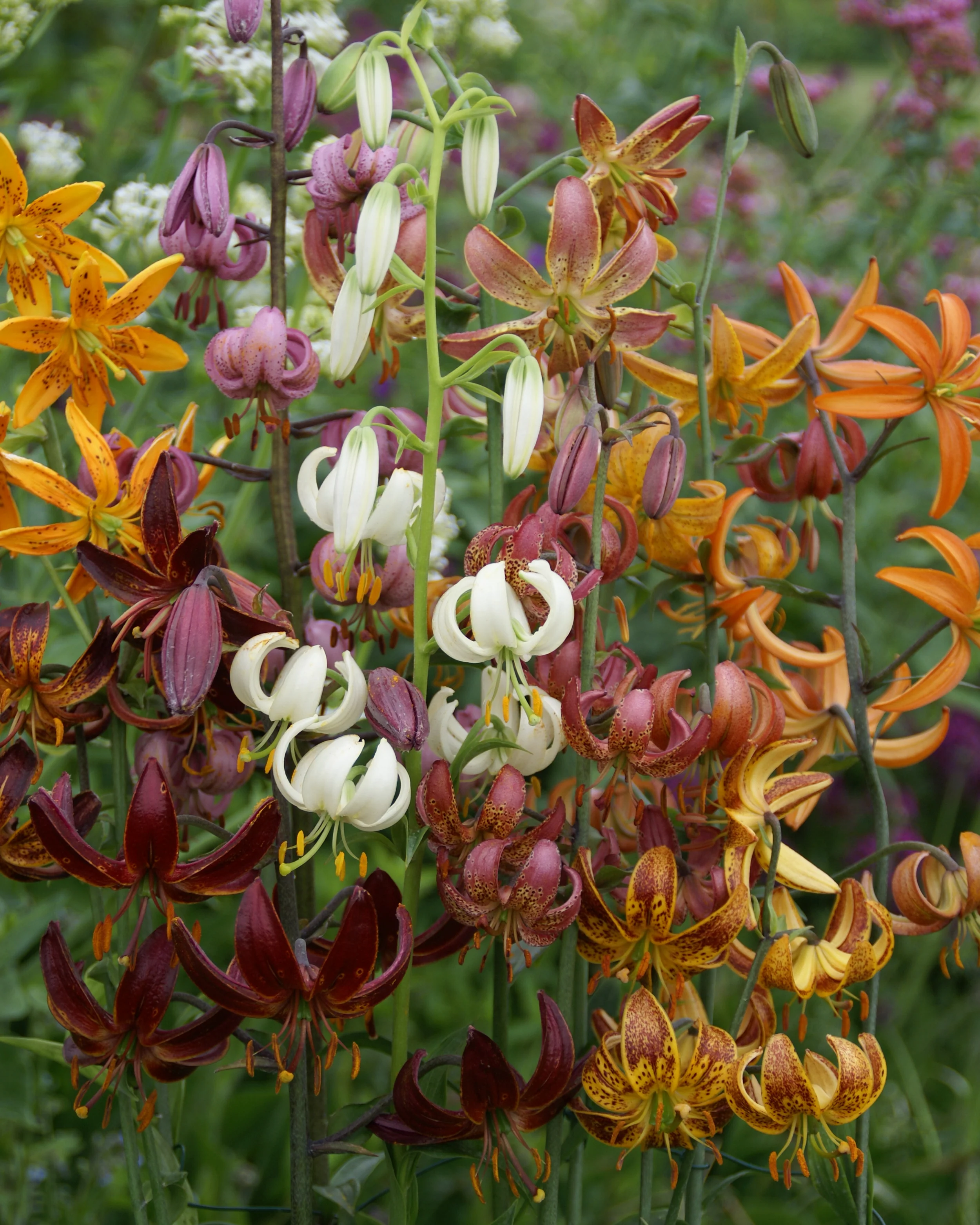 Lily 'Martagon Mix' - Image 7