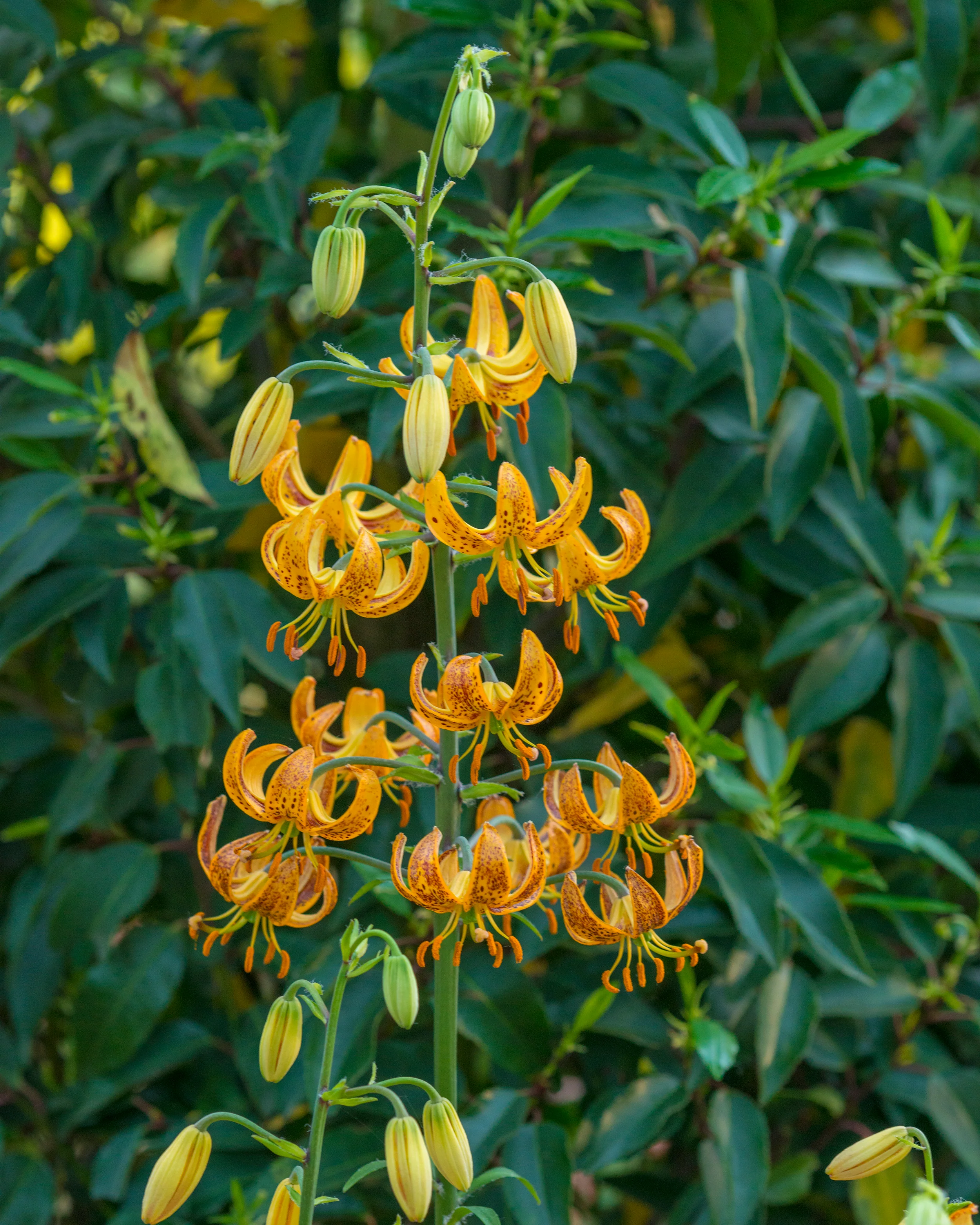 Lily 'Sunny Morning' - Image 5