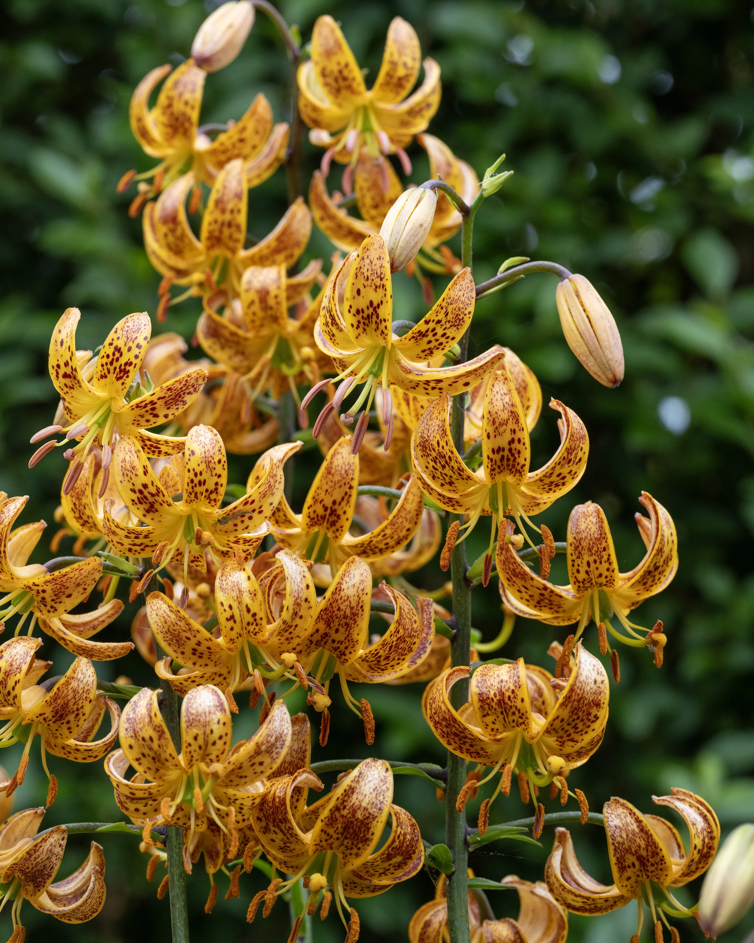 Lily 'Sunny Morning' - Image 7