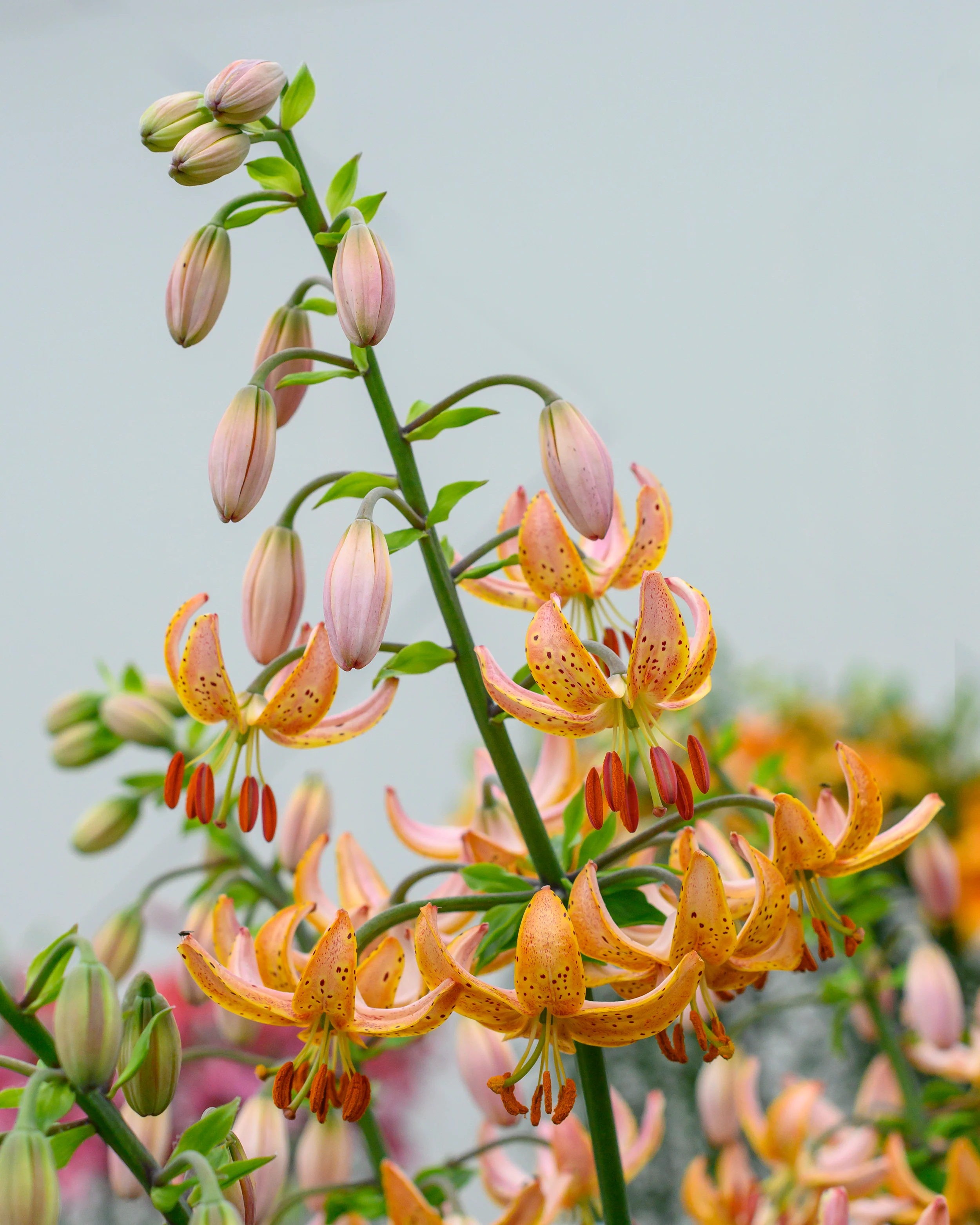 Lily 'Terrace City' - Image 5