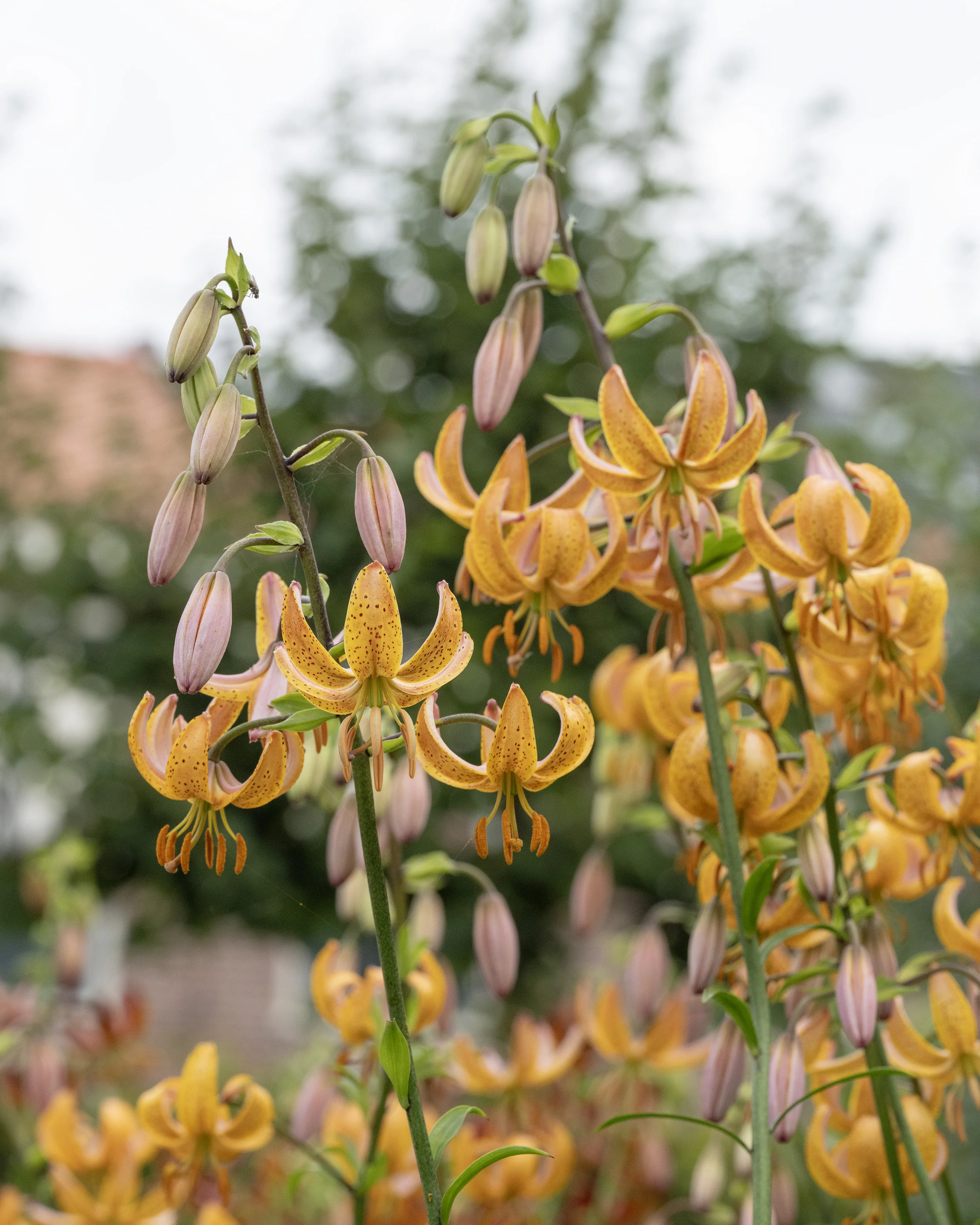 Lily 'Terrace City' - Image 6