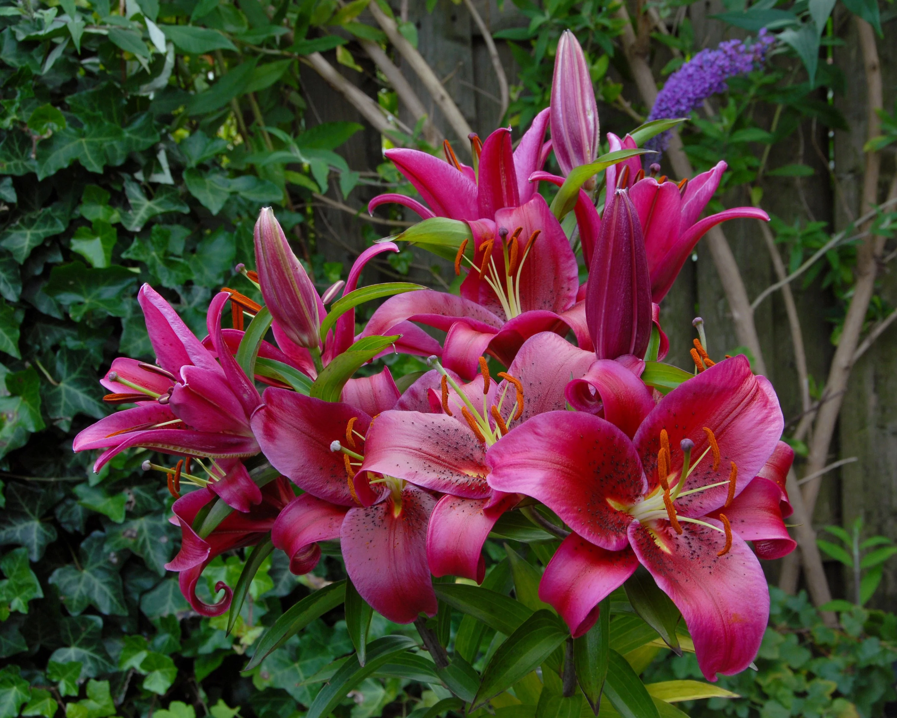 Lily 'Montezuma' - Image 4
