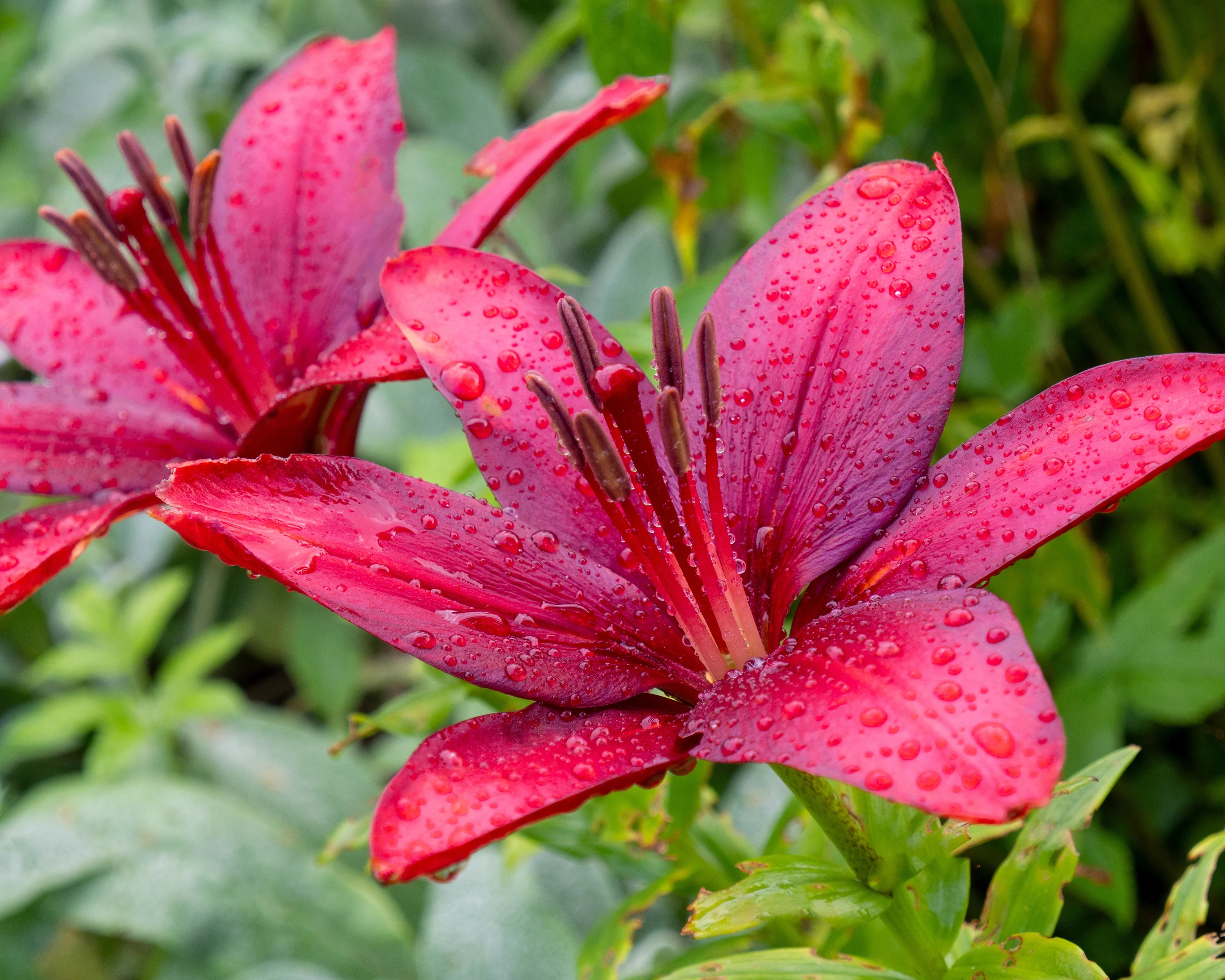 Lily 'November Rain' - Image 2